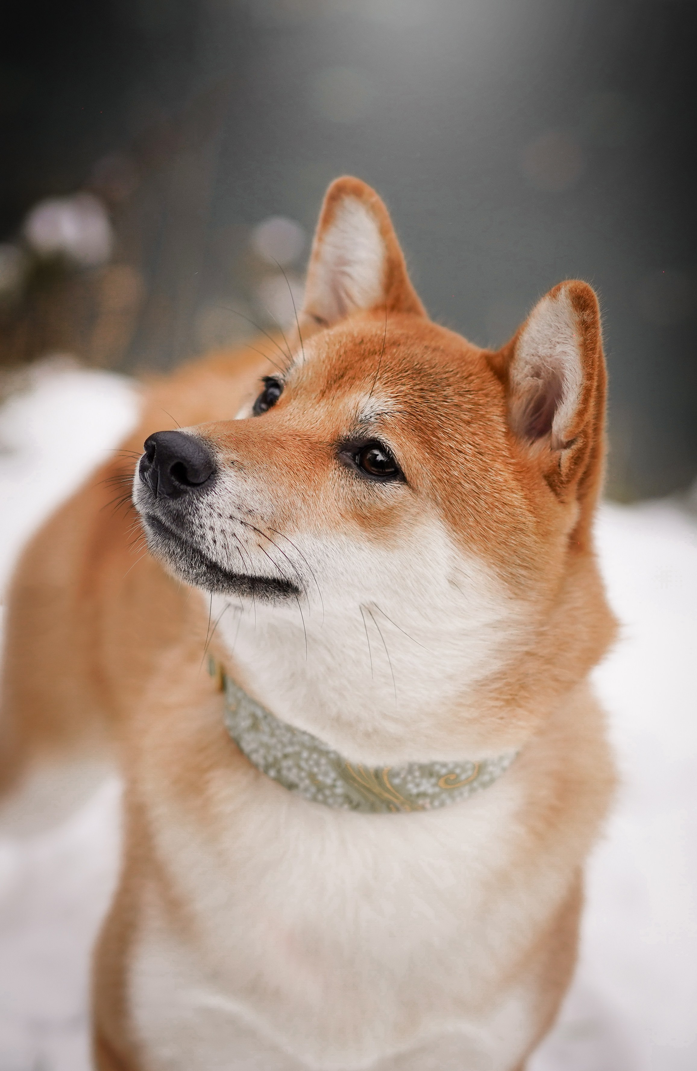 Алина и Юми. Фотограф-анималист в Санкт-Петербурге Яна Мартынова