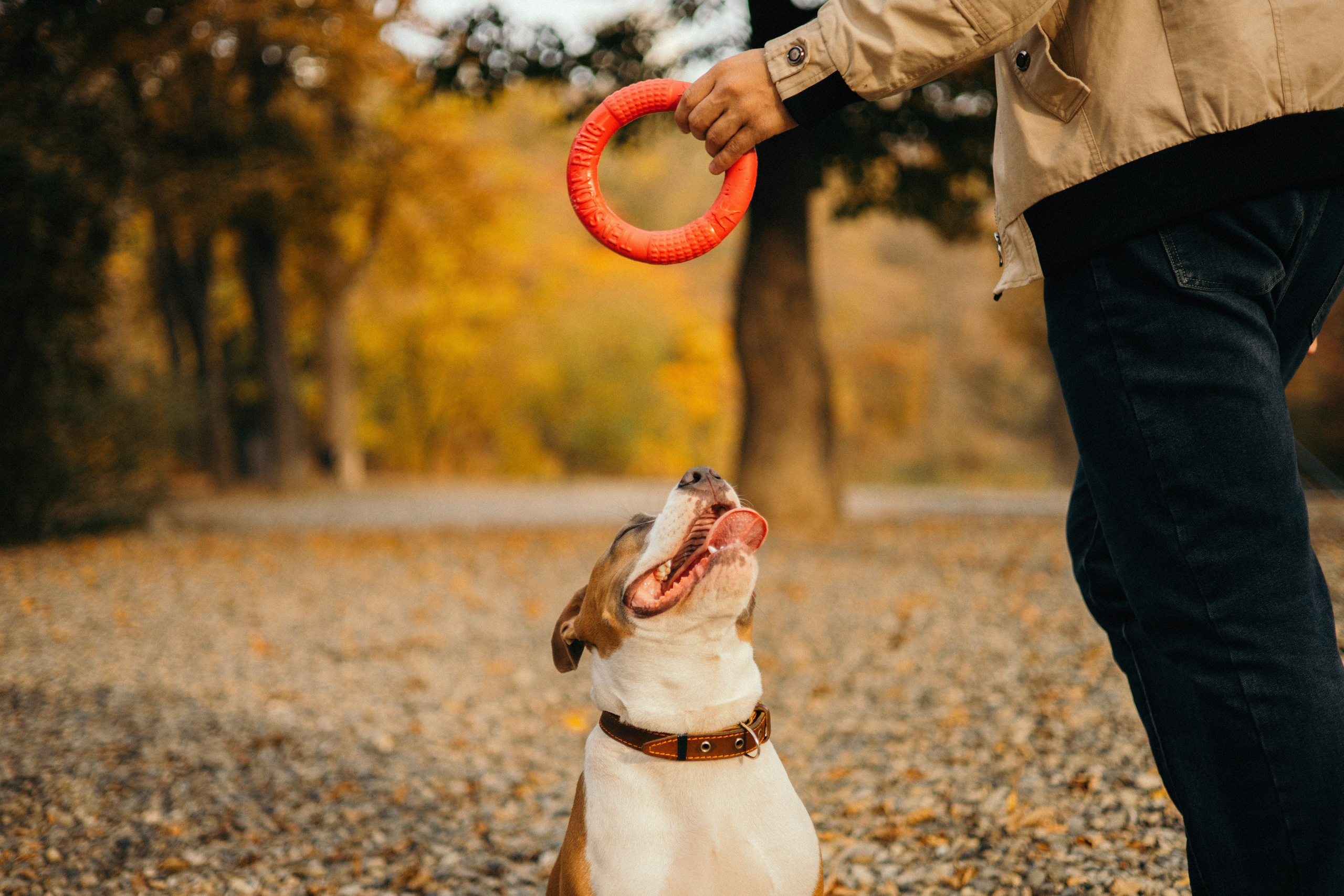 Лаффи и ее семья. Фотограф — анималист Владивосток, Алина