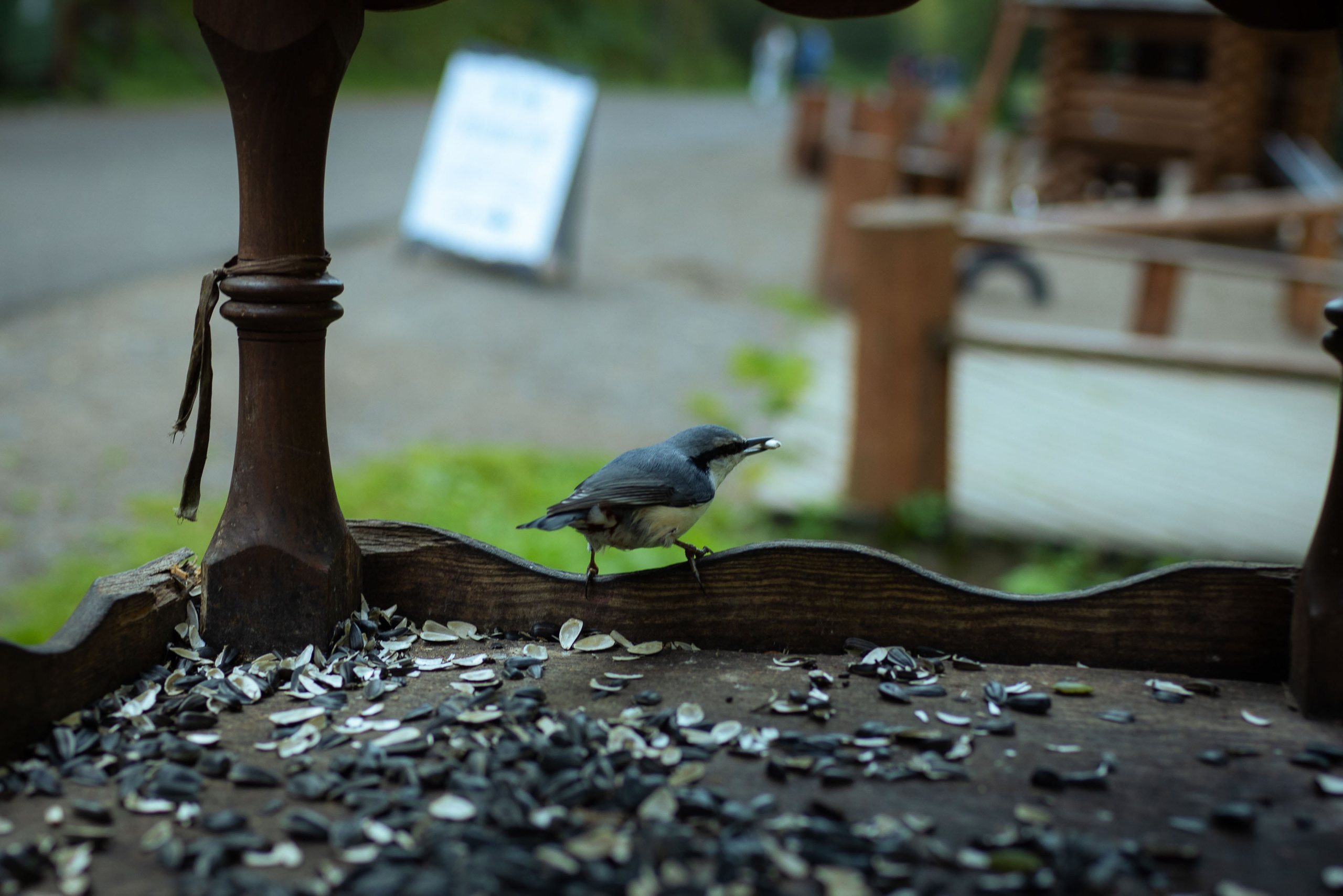 Красноярск (осень 2023). Фотограф Виноградов Константин