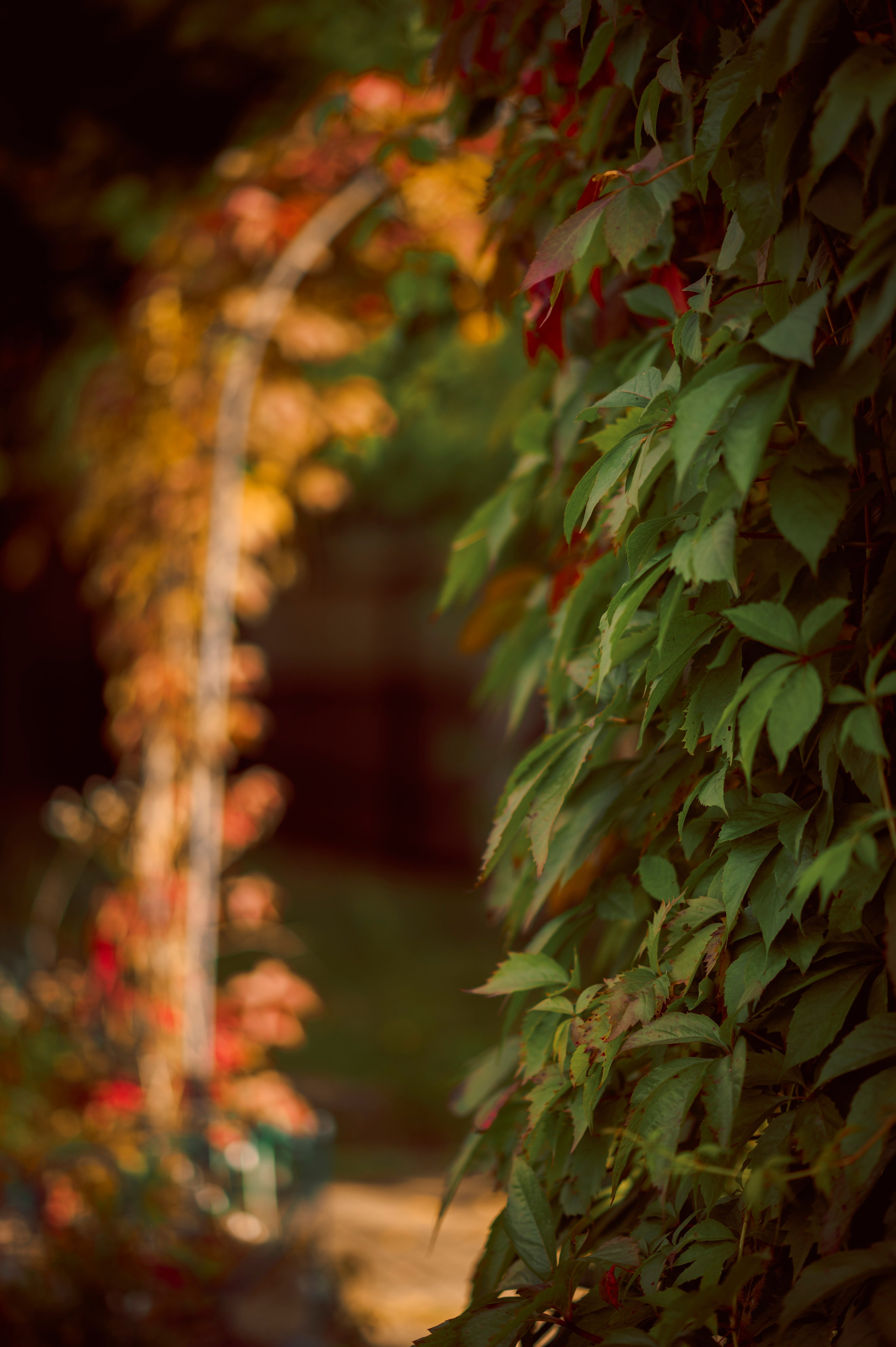 Осень во всей красе. Анна Боровикова, фотограф Пушкино