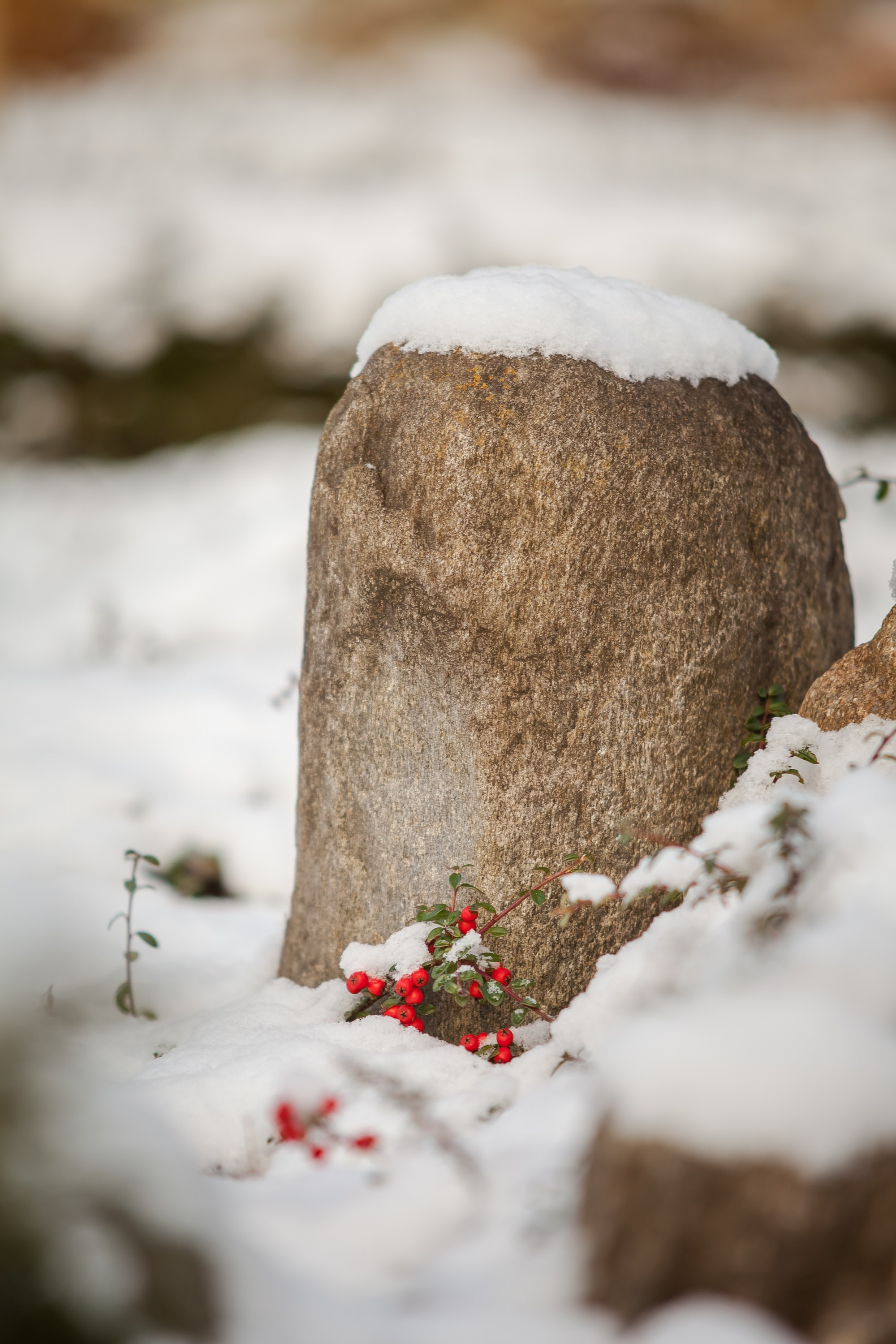 Спящий сад, Елены Асташкиной. Туманов Виталий — фотограф Москва