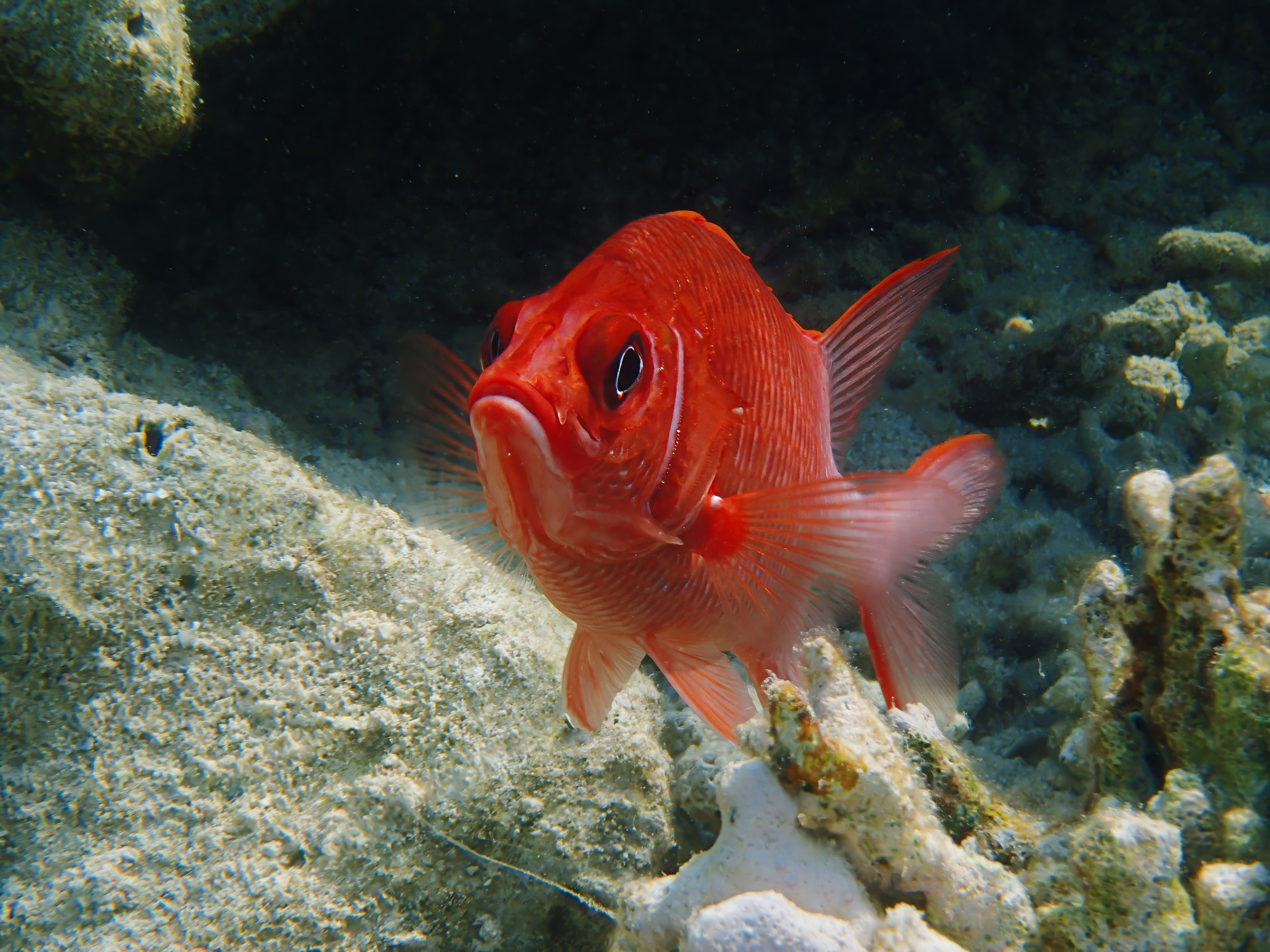 Рыбов показываю