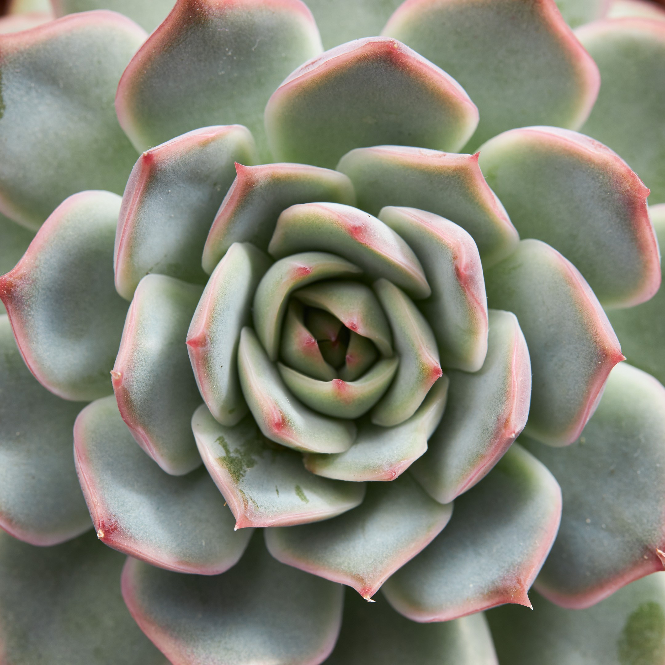 Decorative succulent top view - photographer Andrey Dunin