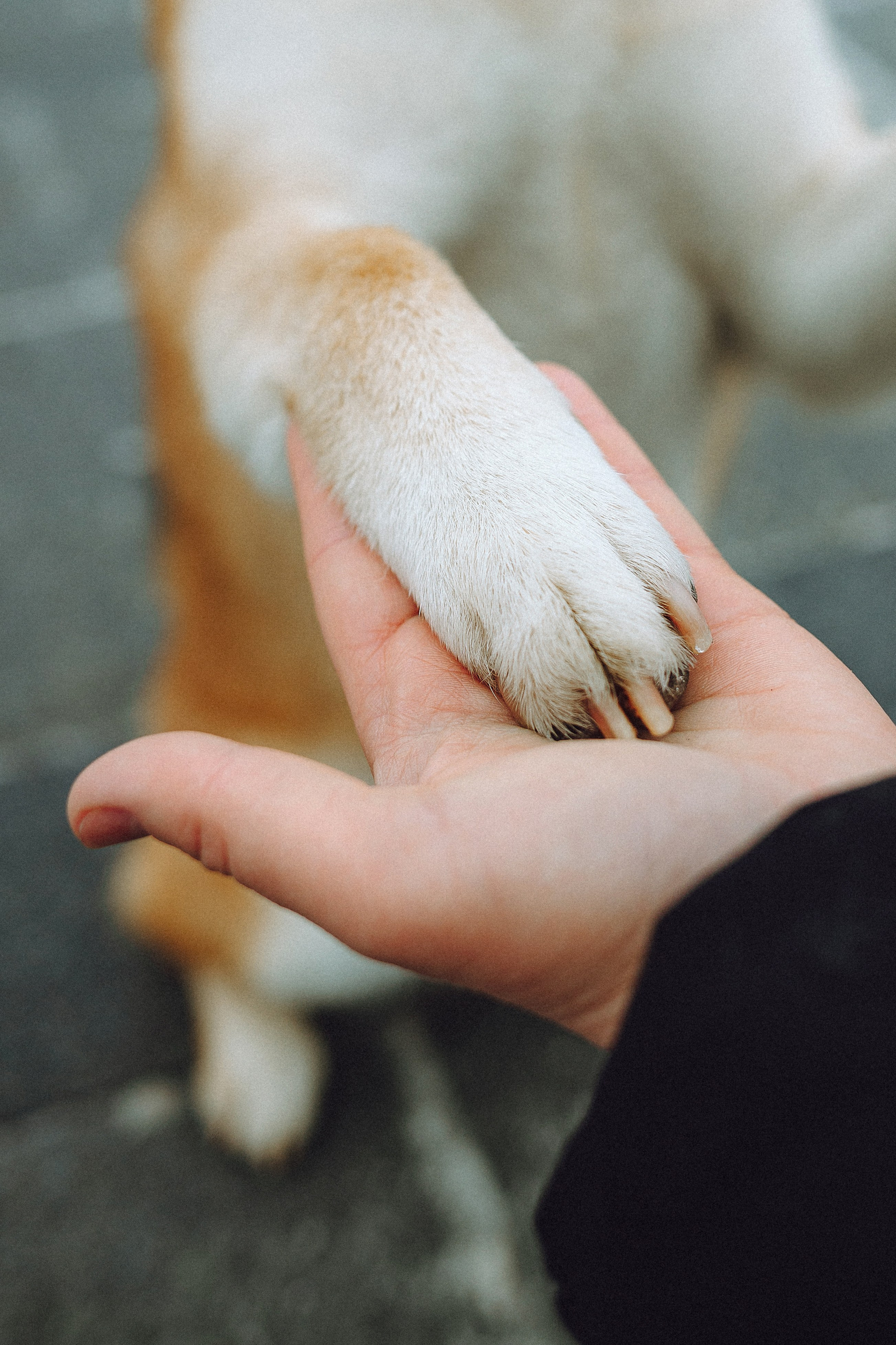 Настя и Ронин