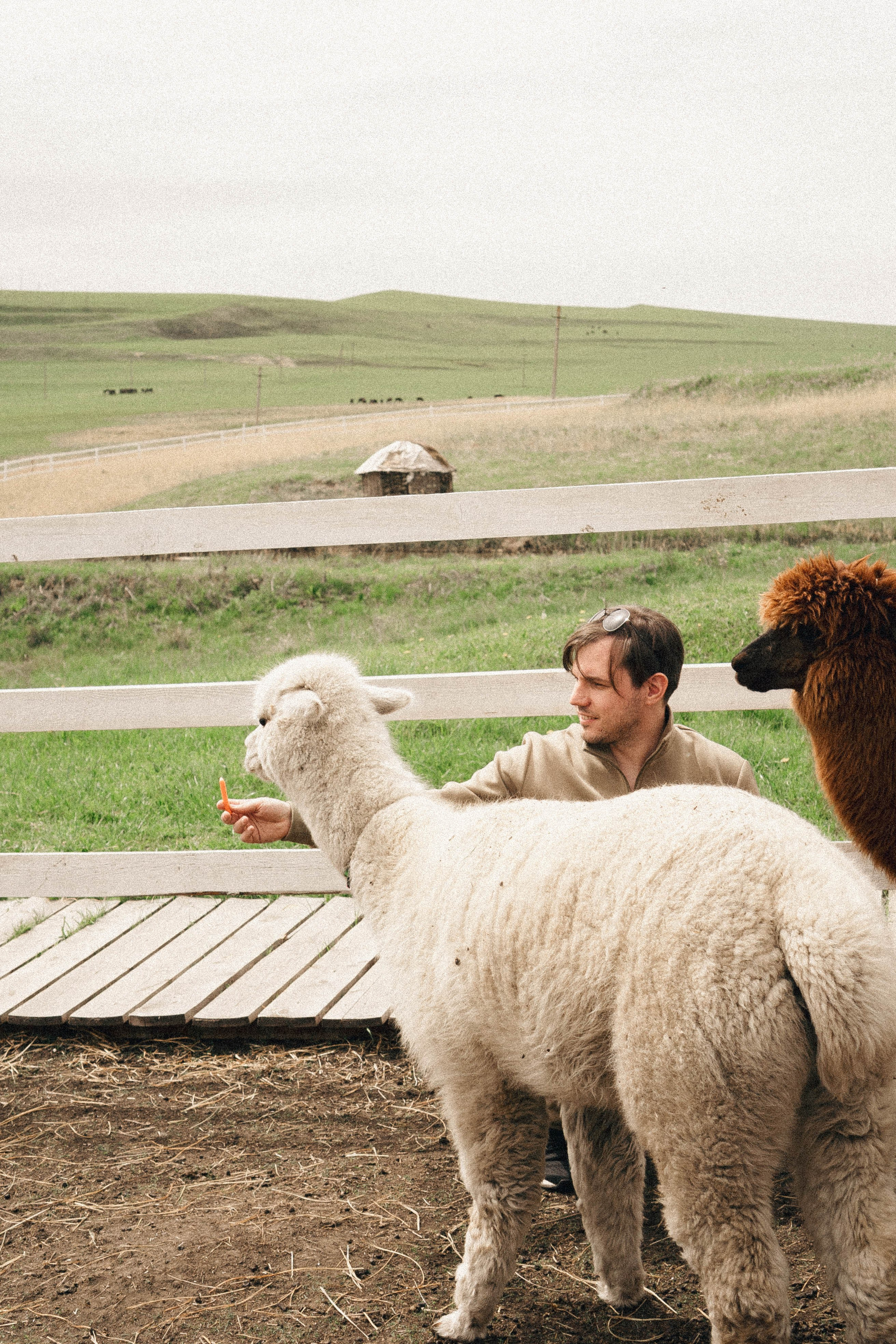 Ферма Альпак. Профессиональный фотограф, Санкт-Петербург — Виктория Богомолова