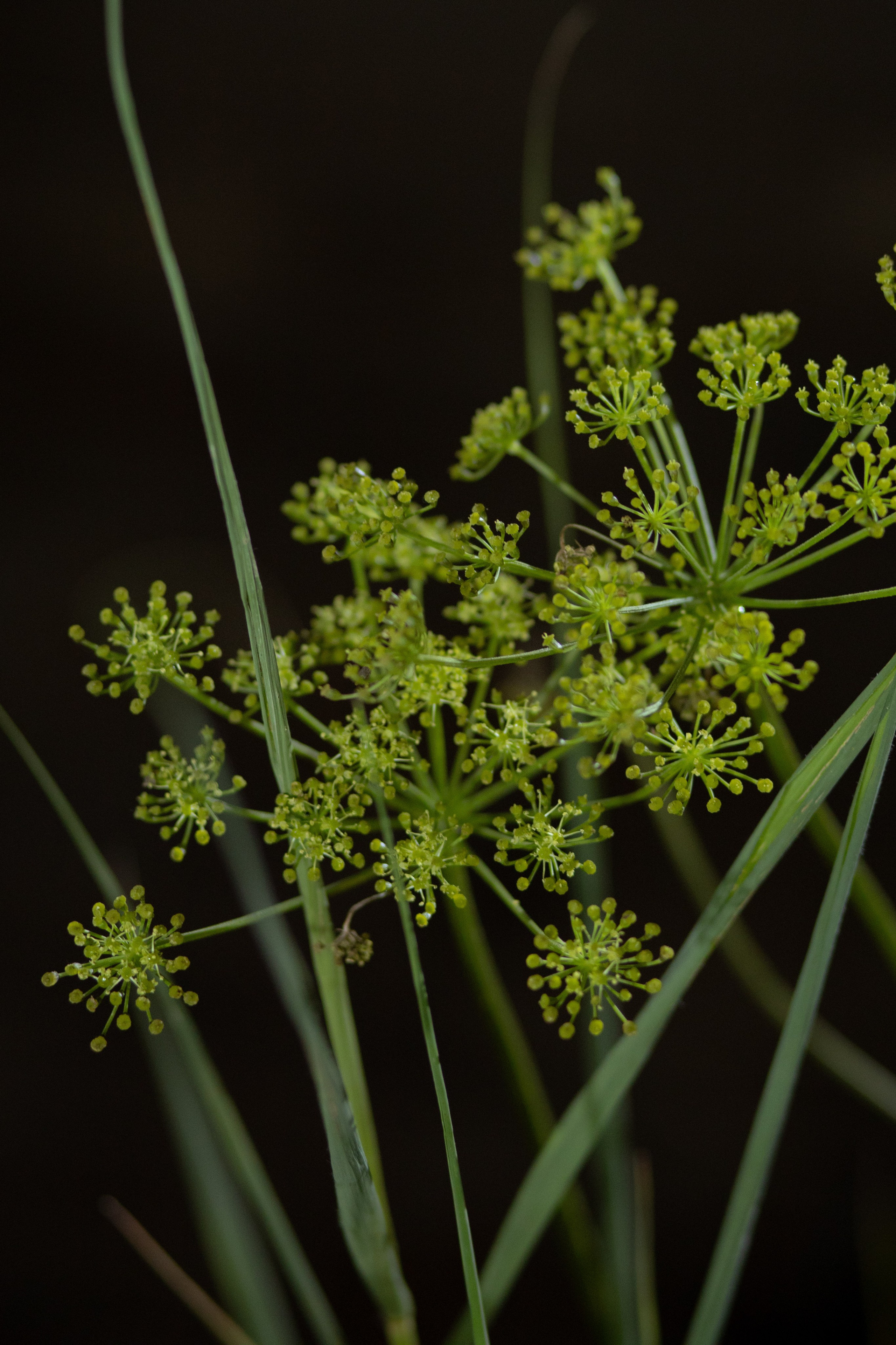 Павел & Полина. Оформление свадеб, декор свадеб Вера Маркова, Москва