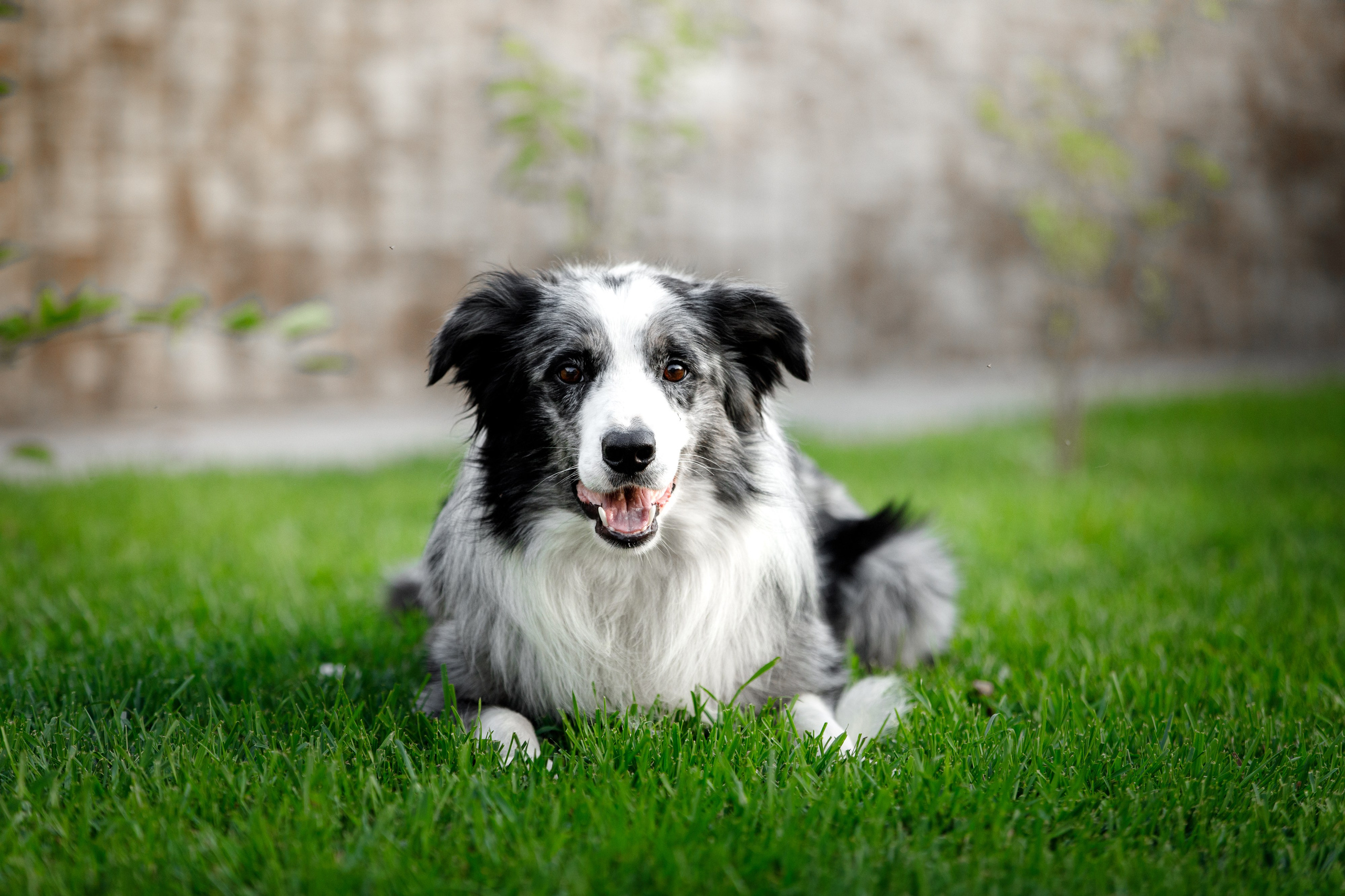 Болтовня в саду. О нас