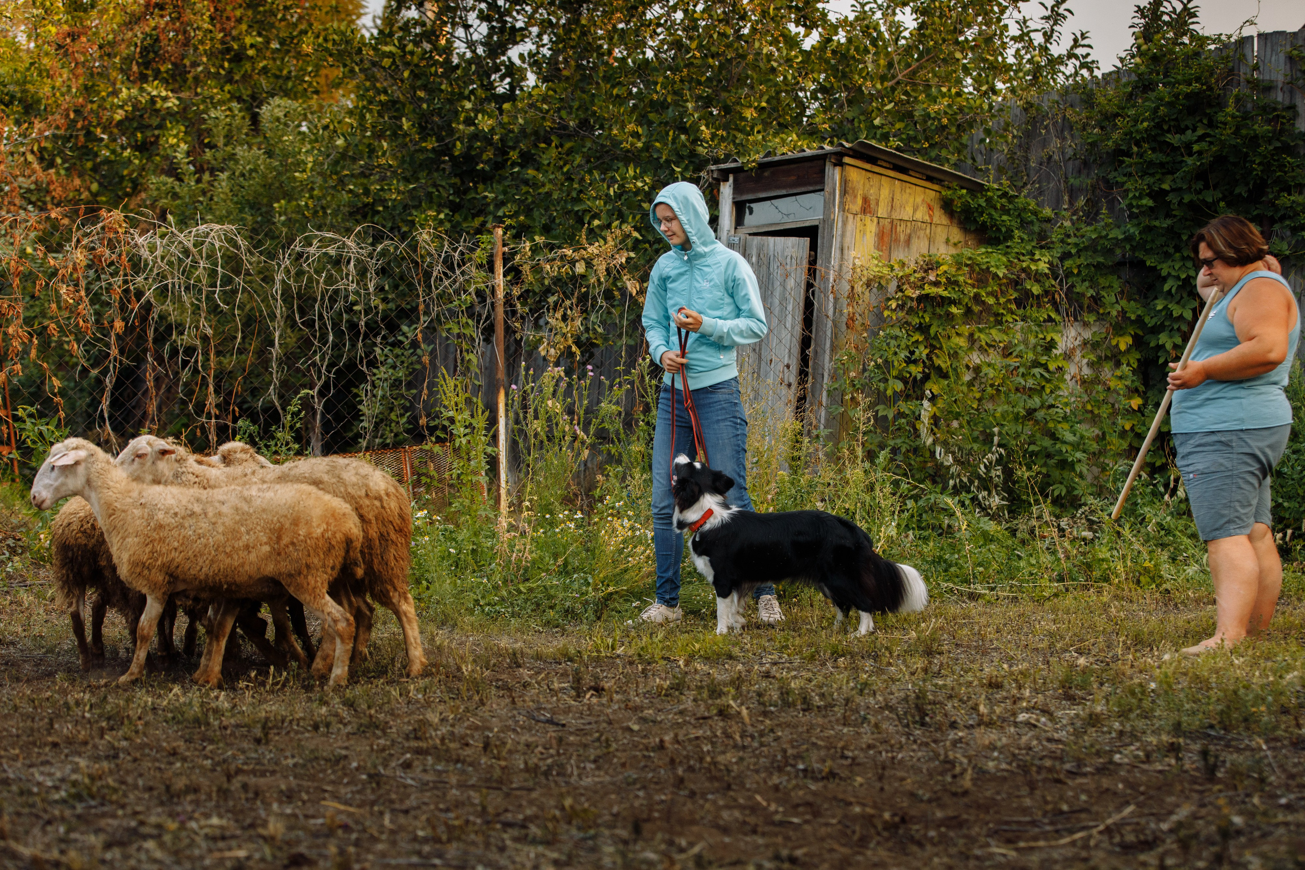 Овечий день. О нас