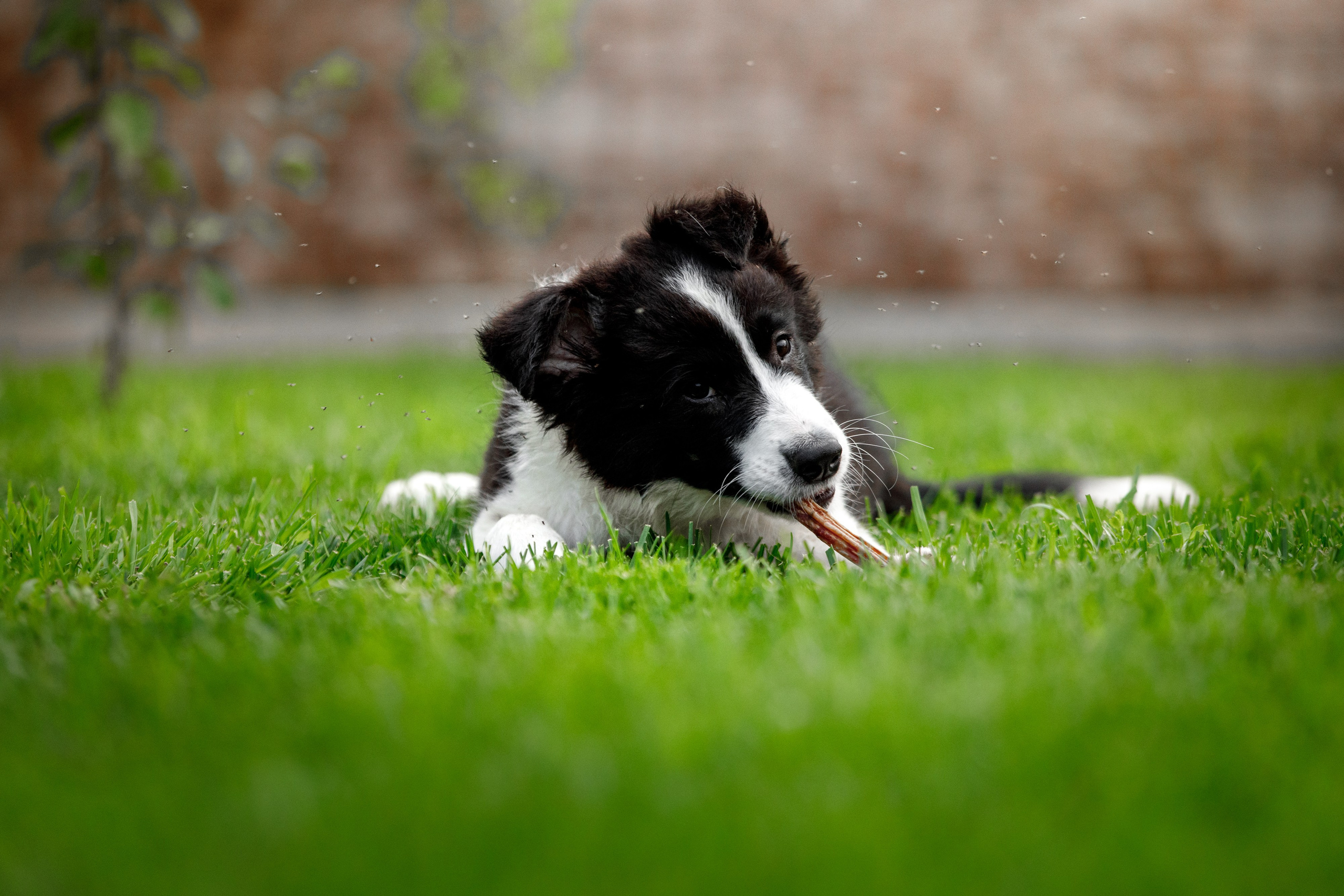 Болтовня в саду. О нас