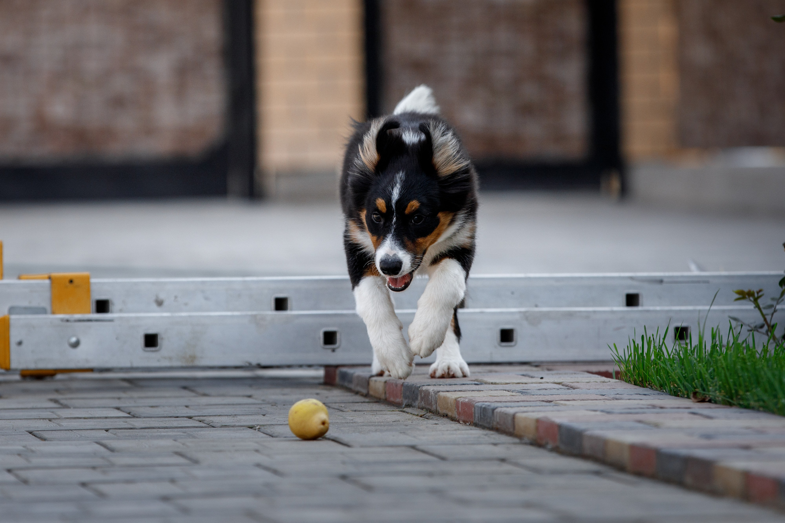 Смешарики. О нас