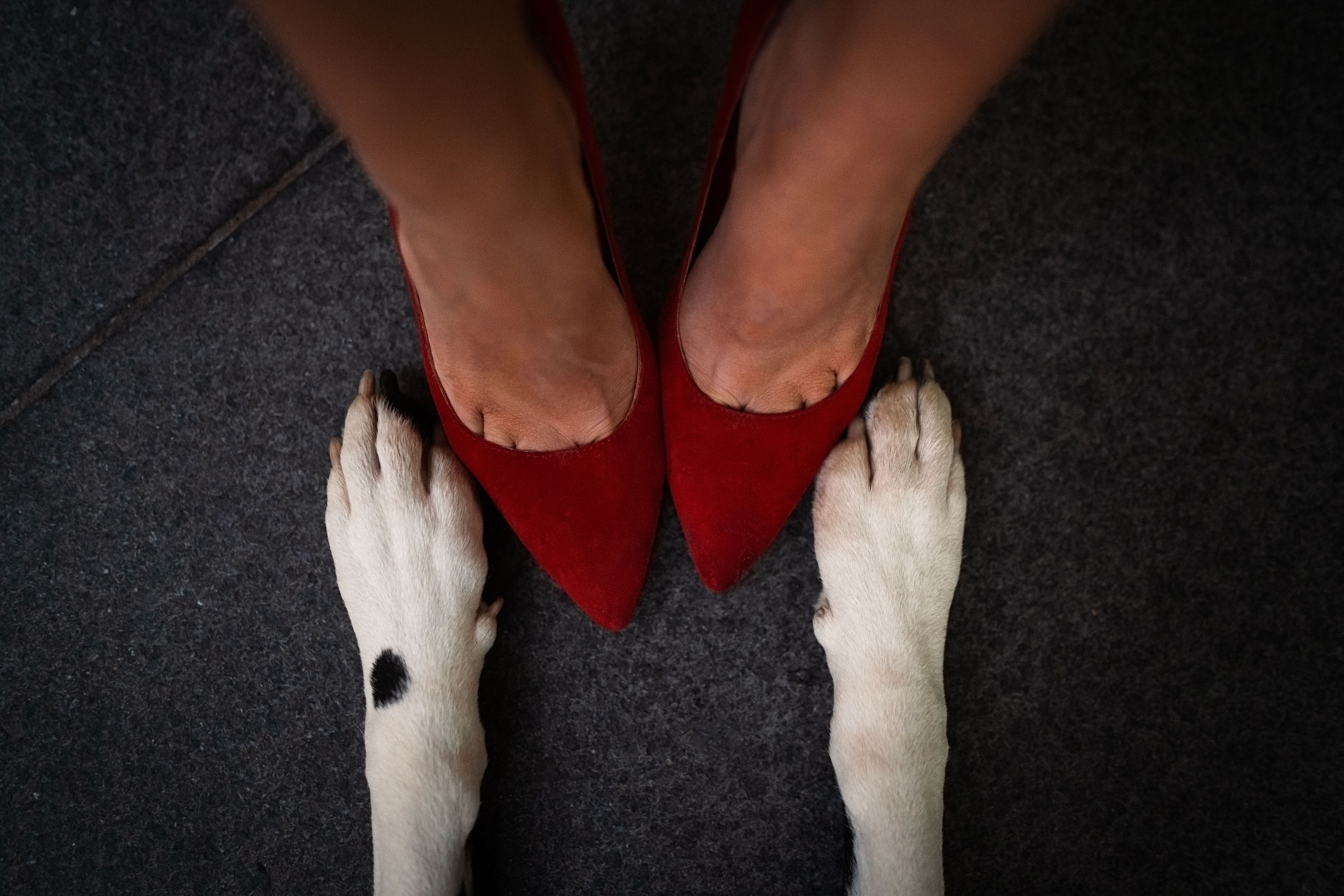 1 Далматин. Фотограф анималист