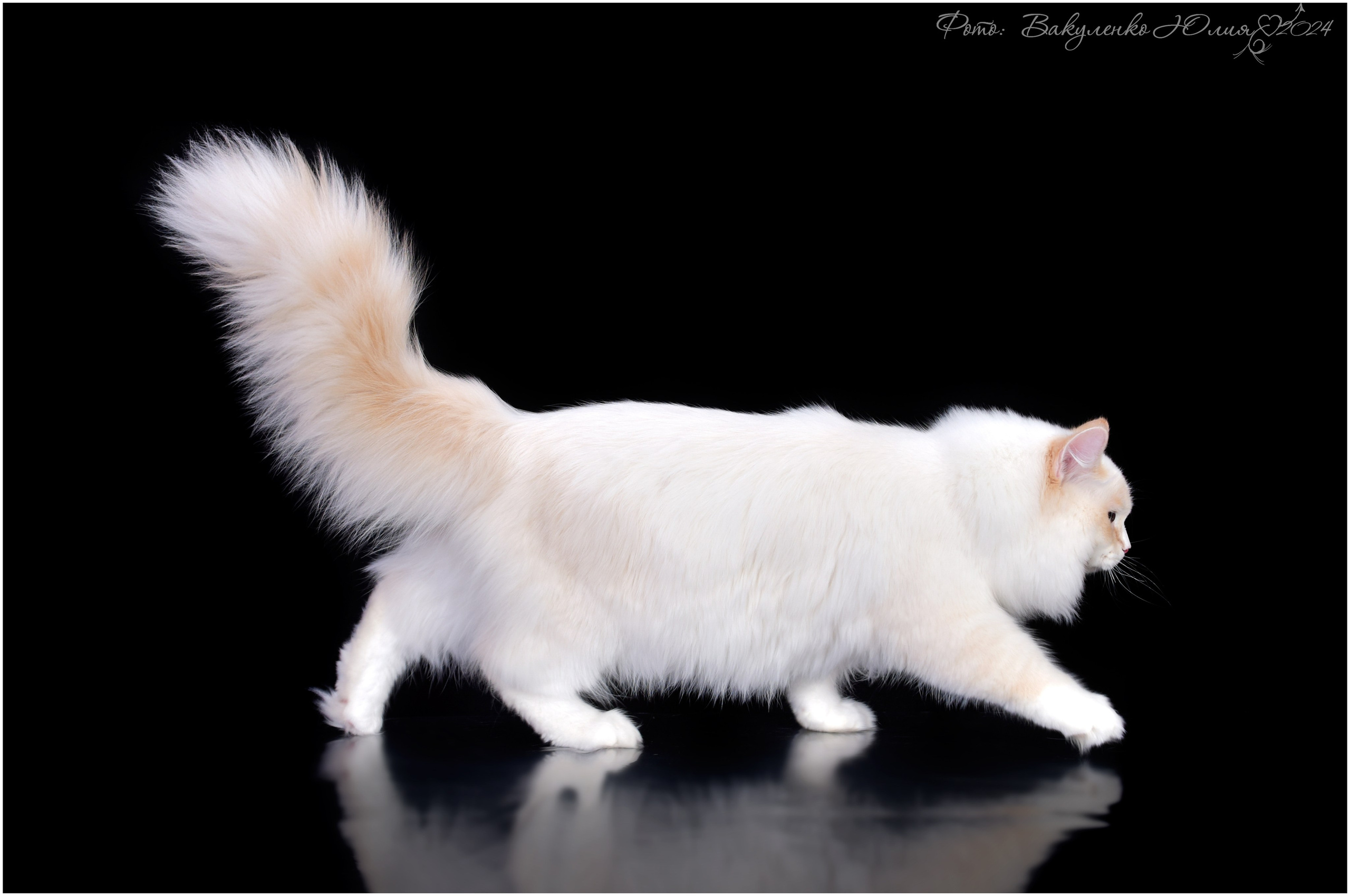 Взрослые. Фотограф анималист | семейный Юлия Вакуленко, г. Краснодар