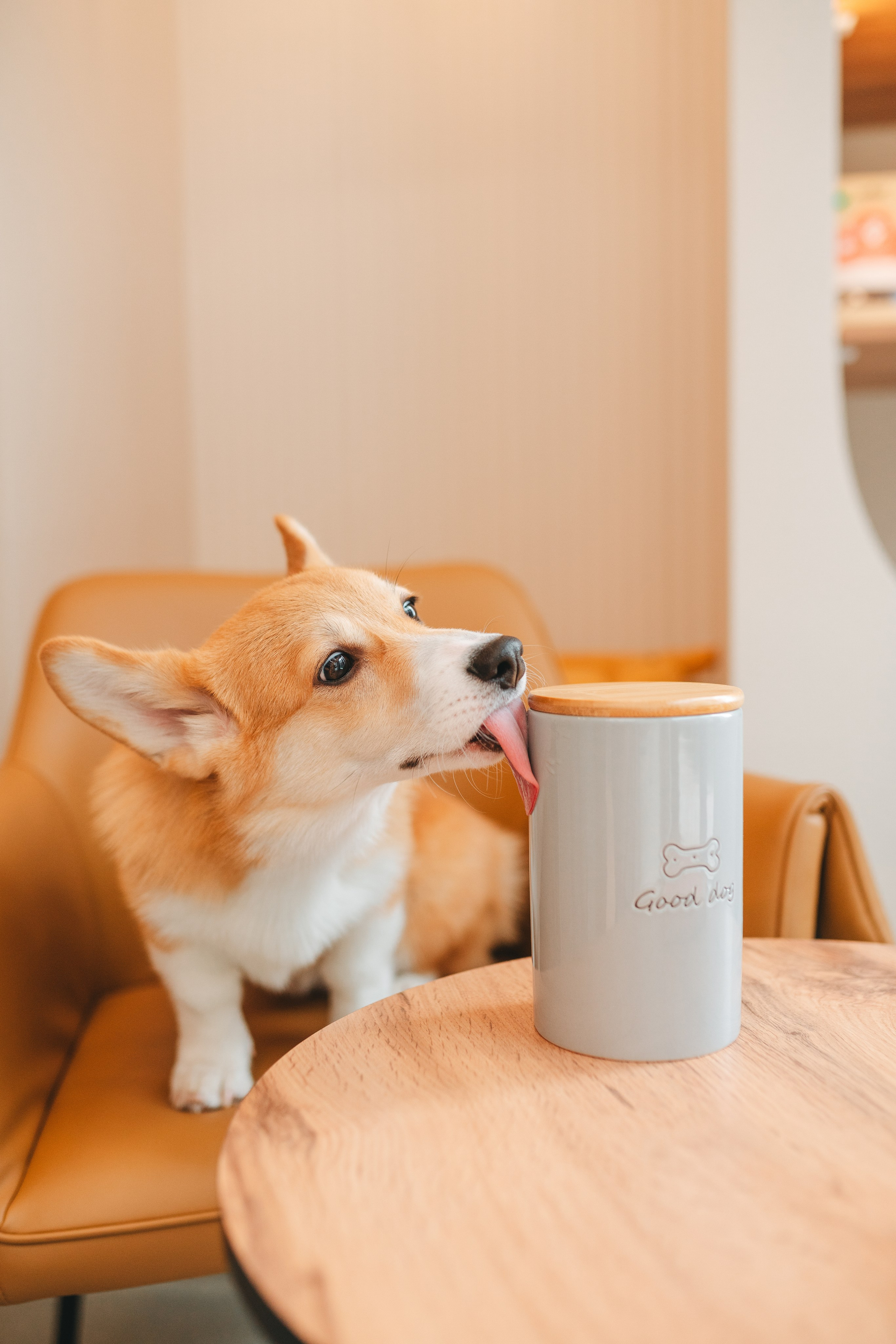 Груминг — салон. Фотограф анималист Осипчикова Мария