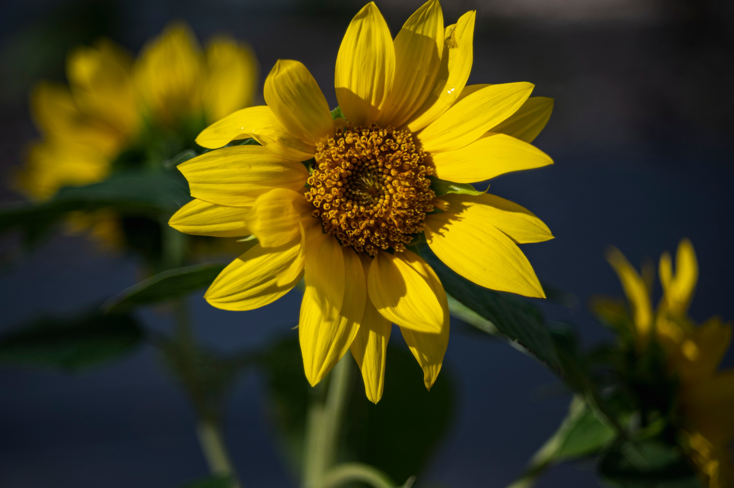 Фотопрогулка по Москве. Фотограф Роман Адлер