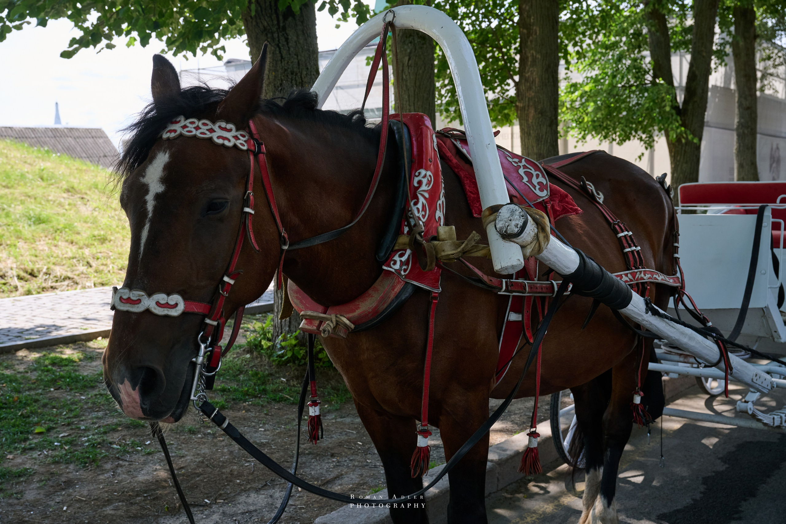 Суздаль. Июнь 2025. Фотограф Роман Адлер