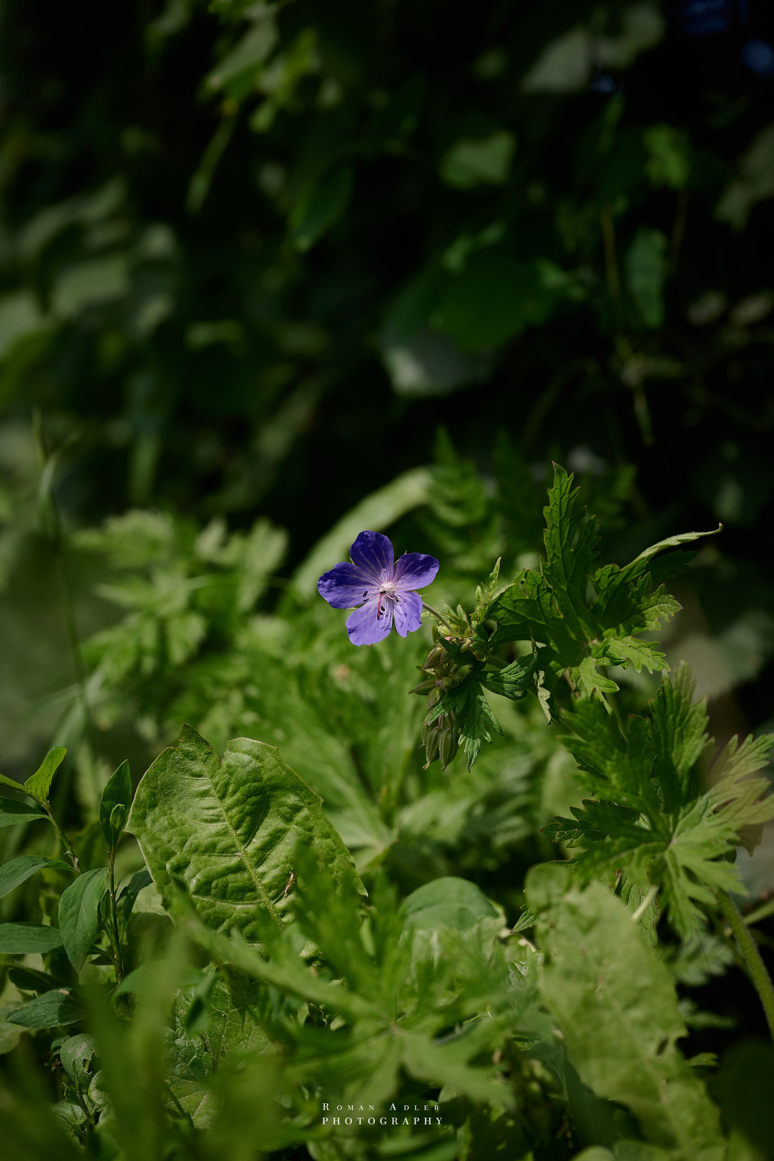 Суздаль. Июнь 2025. Фотограф Роман Адлер