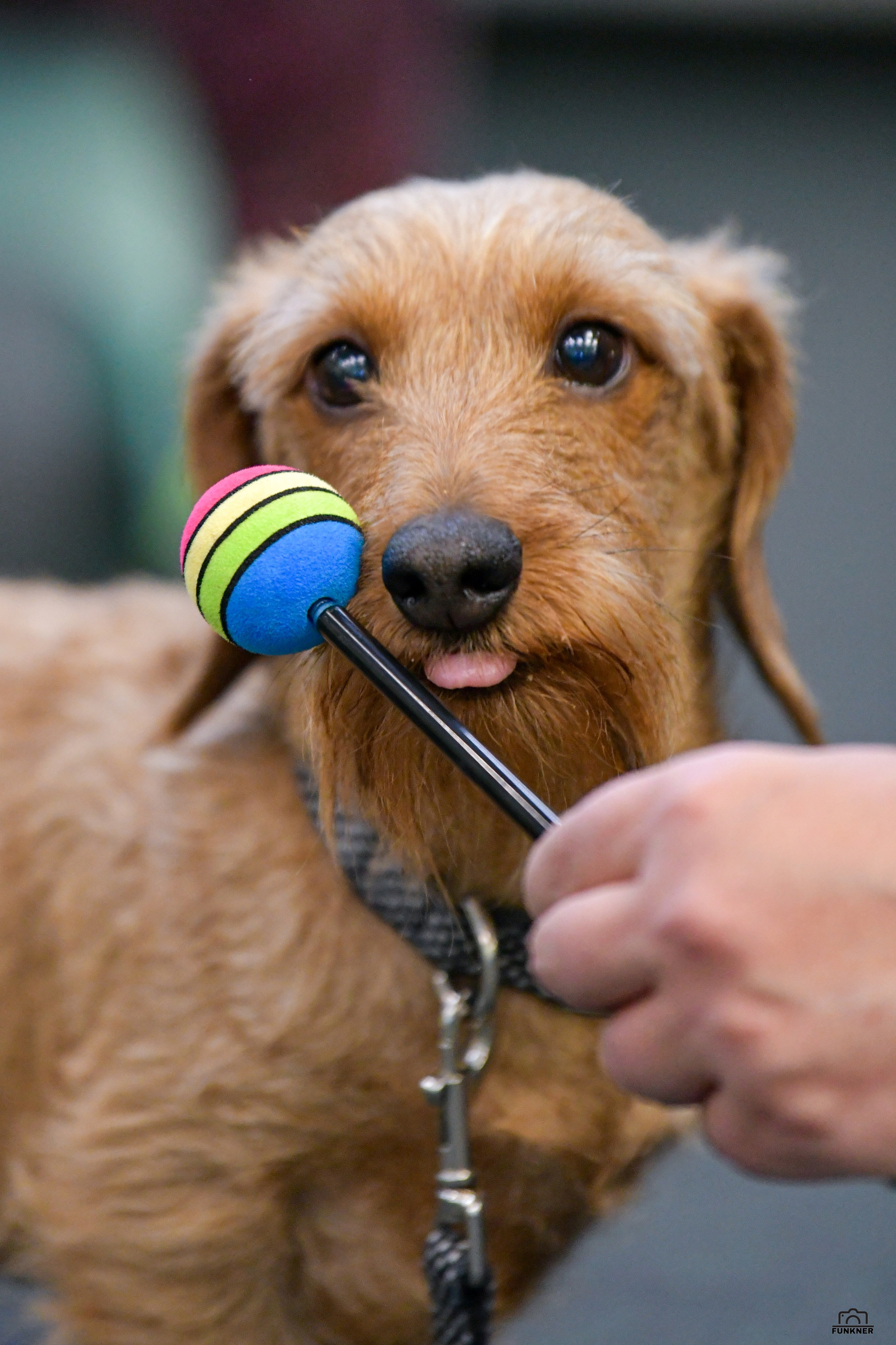 Кинологический клуб «Бодрый хвост». Свой взгляд через объектив