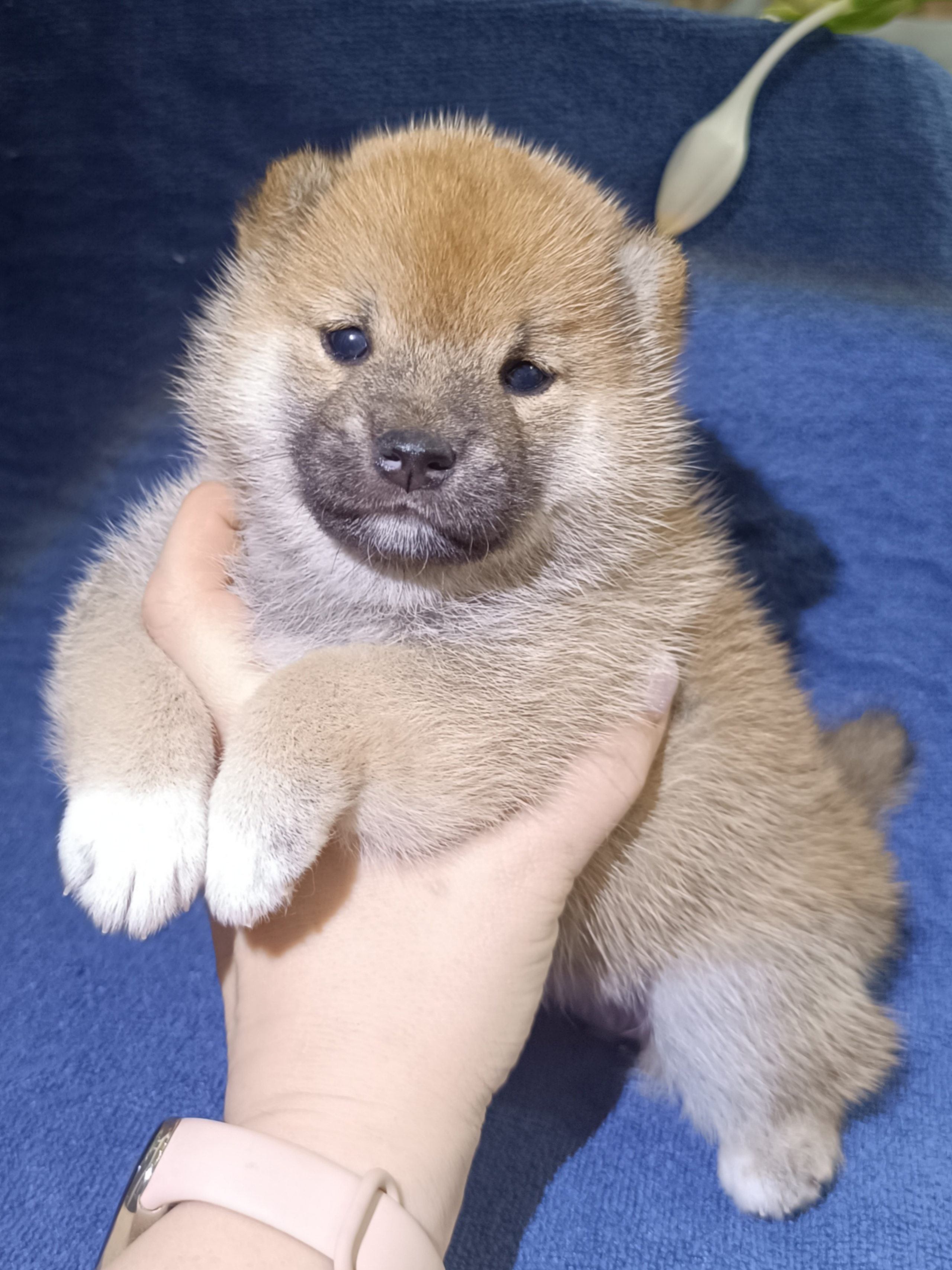 сиба питомник Рубилайт щенки на продажу rubylight  сиба щенки купить СПб Санкт-Петербург 