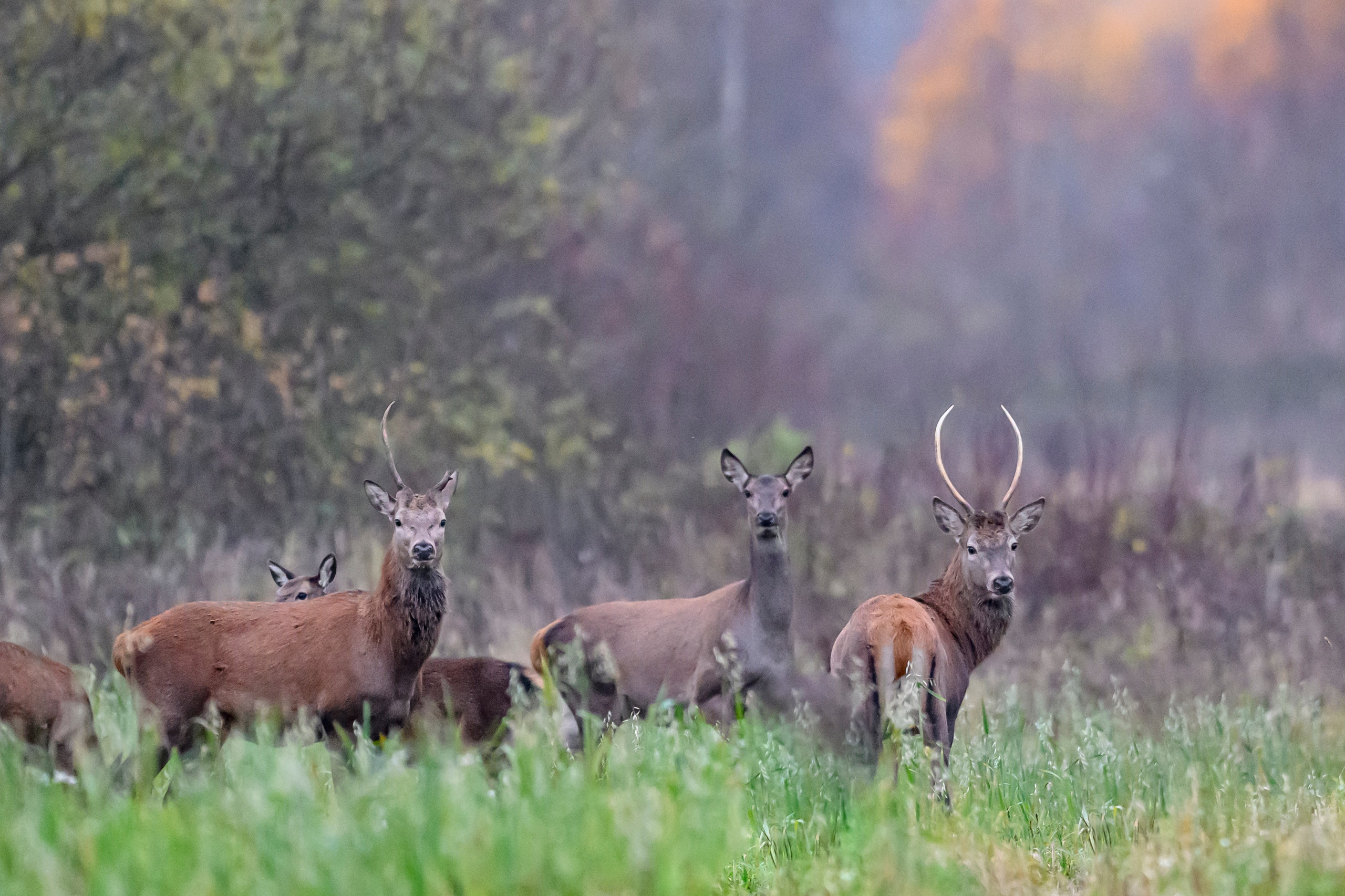 Олени III. Wildlife photography by Sergey Puponin