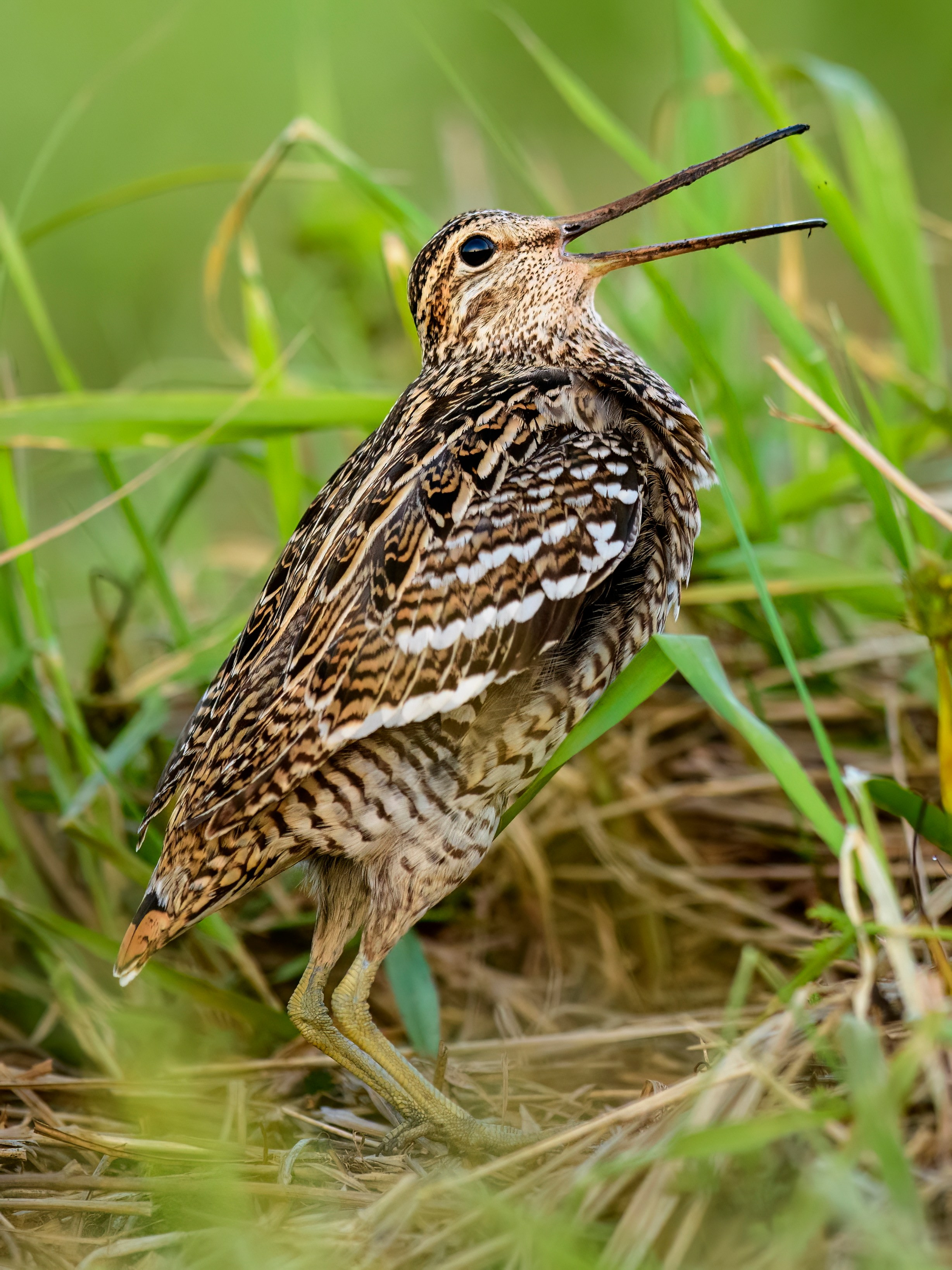 На дупелином току. Фотограф Сергей Пупонин