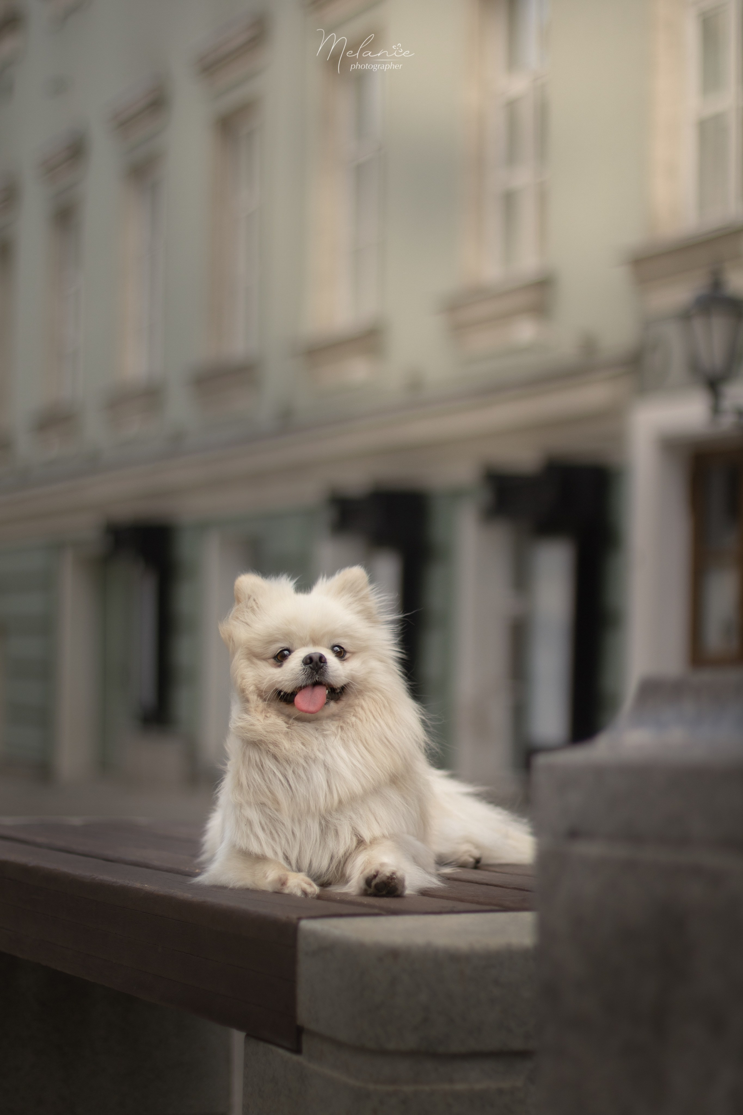 Съемки питомца. Фотограф-анималист в Москве Дорн Мелани