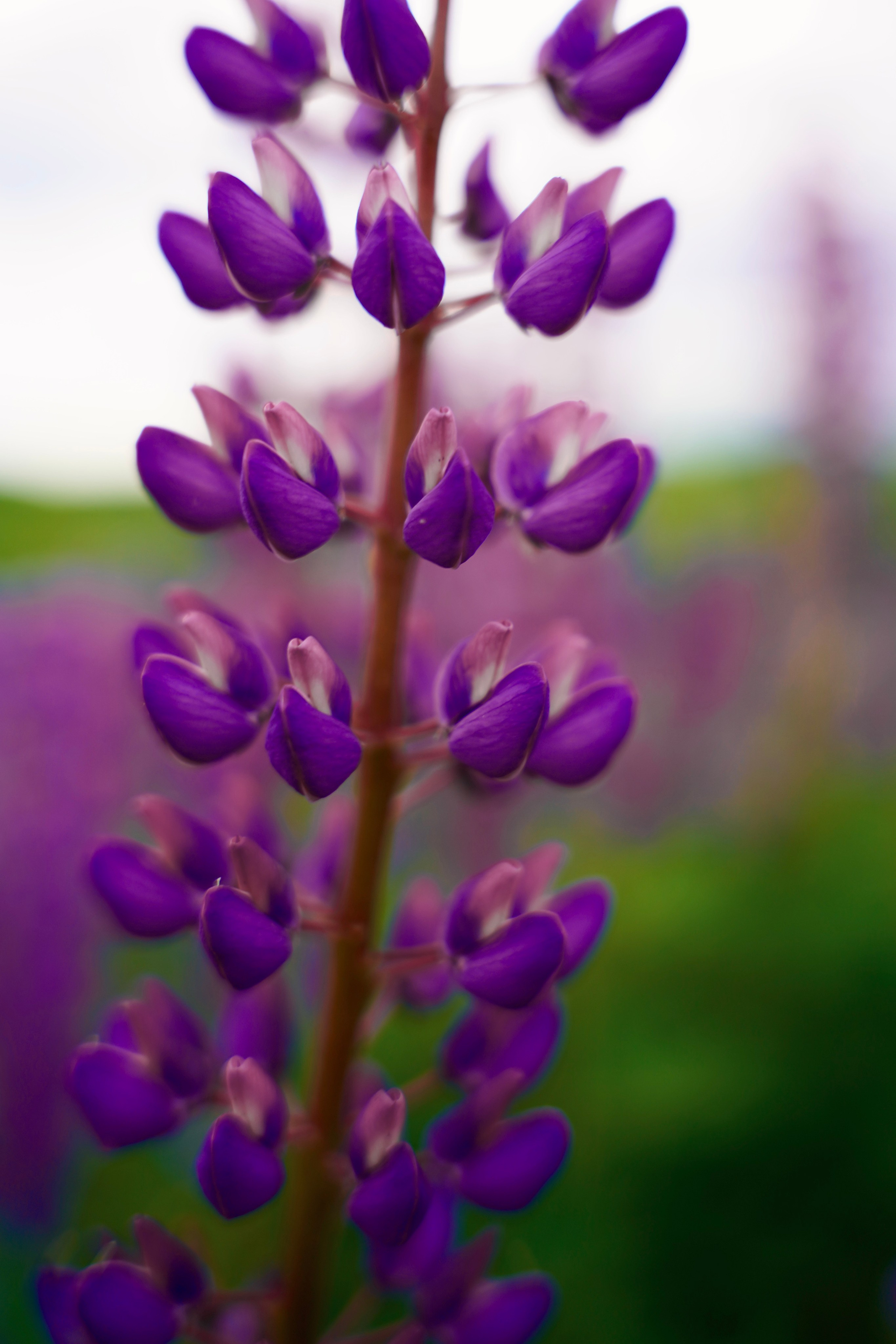 Когда цветут люпины. Семейный и детский фотограф Александра Гвоздикова