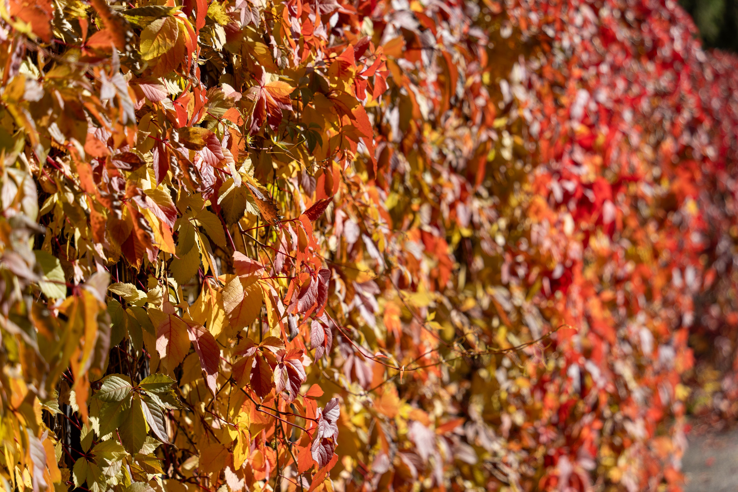 20251012 МГУ. Дмитрий Ремизов. Фотография, как хобби