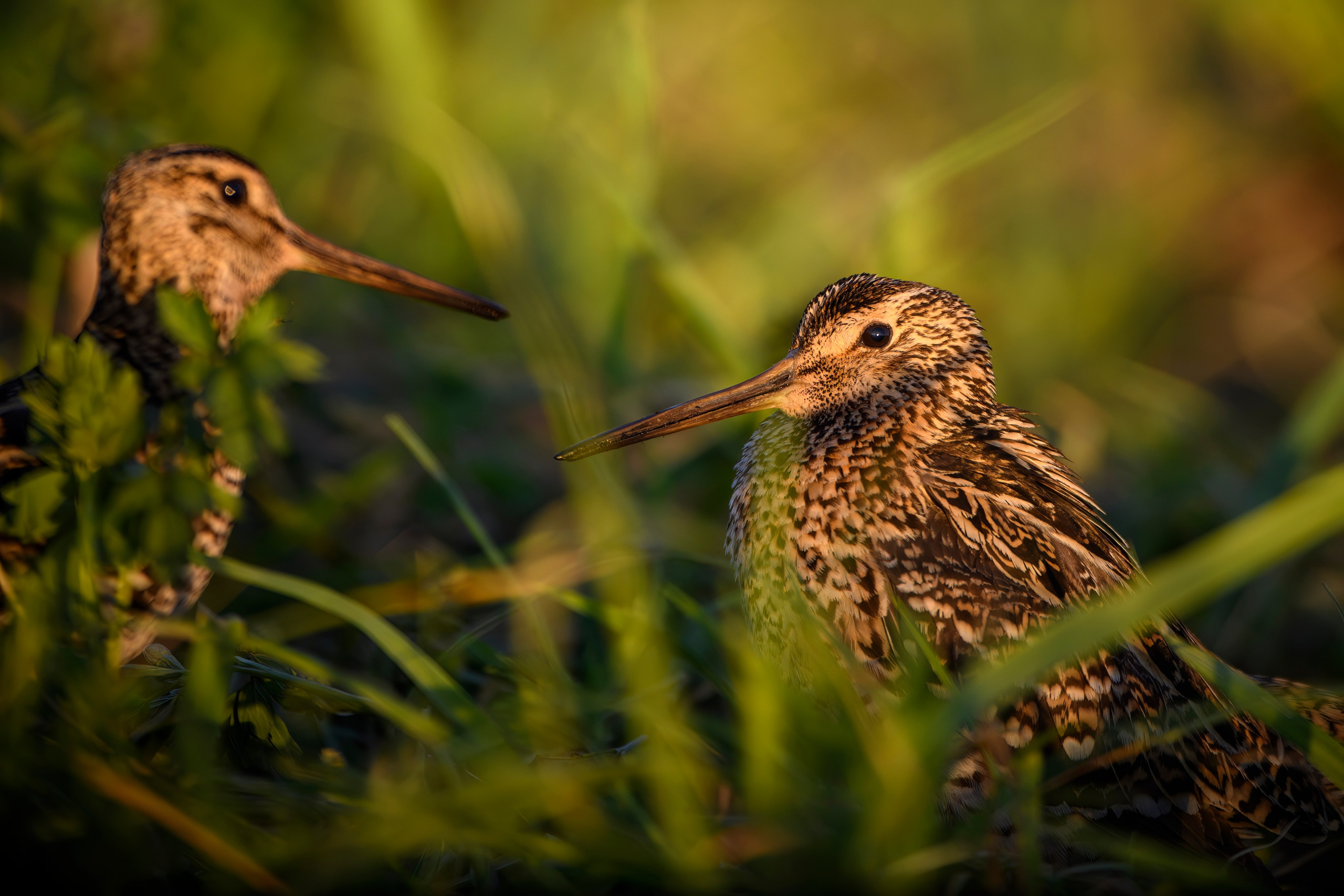 На дупелином току. Фотограф Сергей Пупонин