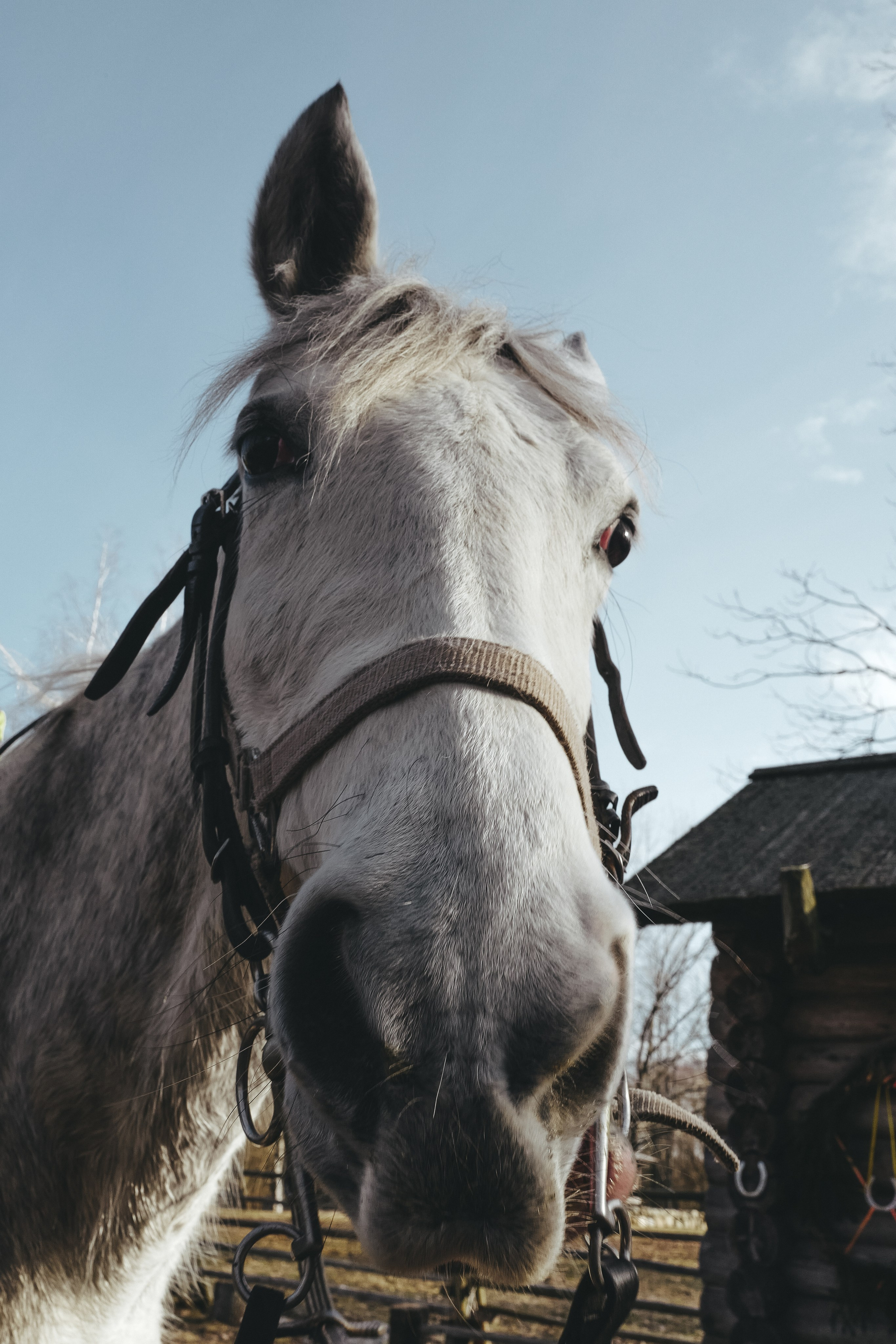 Vitoslavici/Novgorod. <3