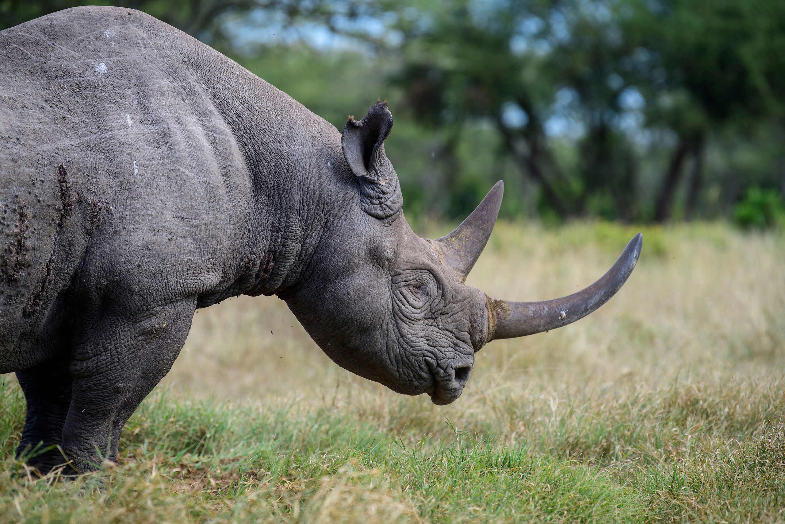 Кения. Wildlife photography by Sergey Puponin