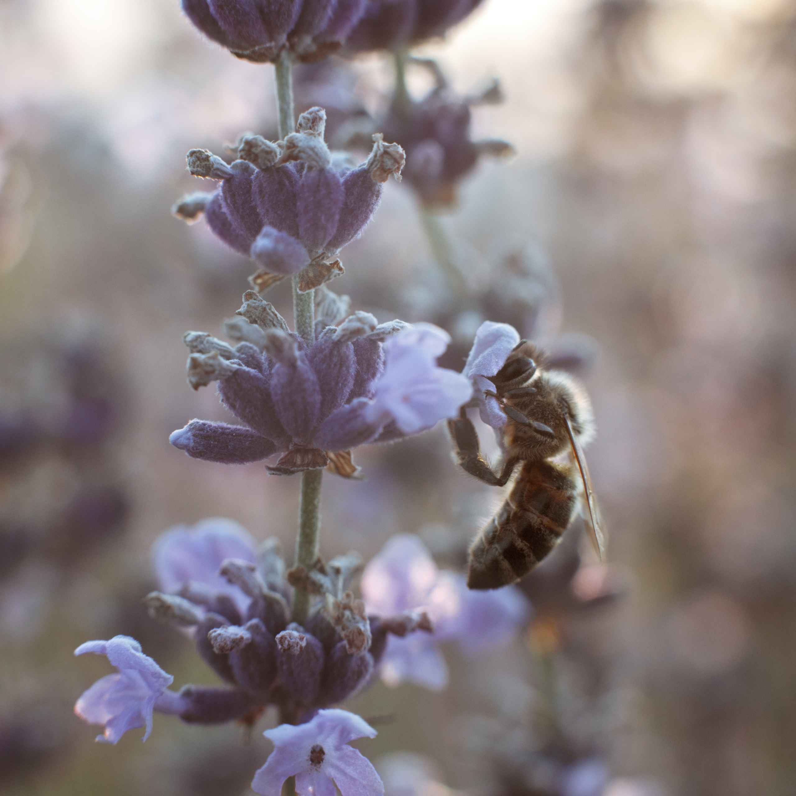 Nature. Артем Корнев Фотограф