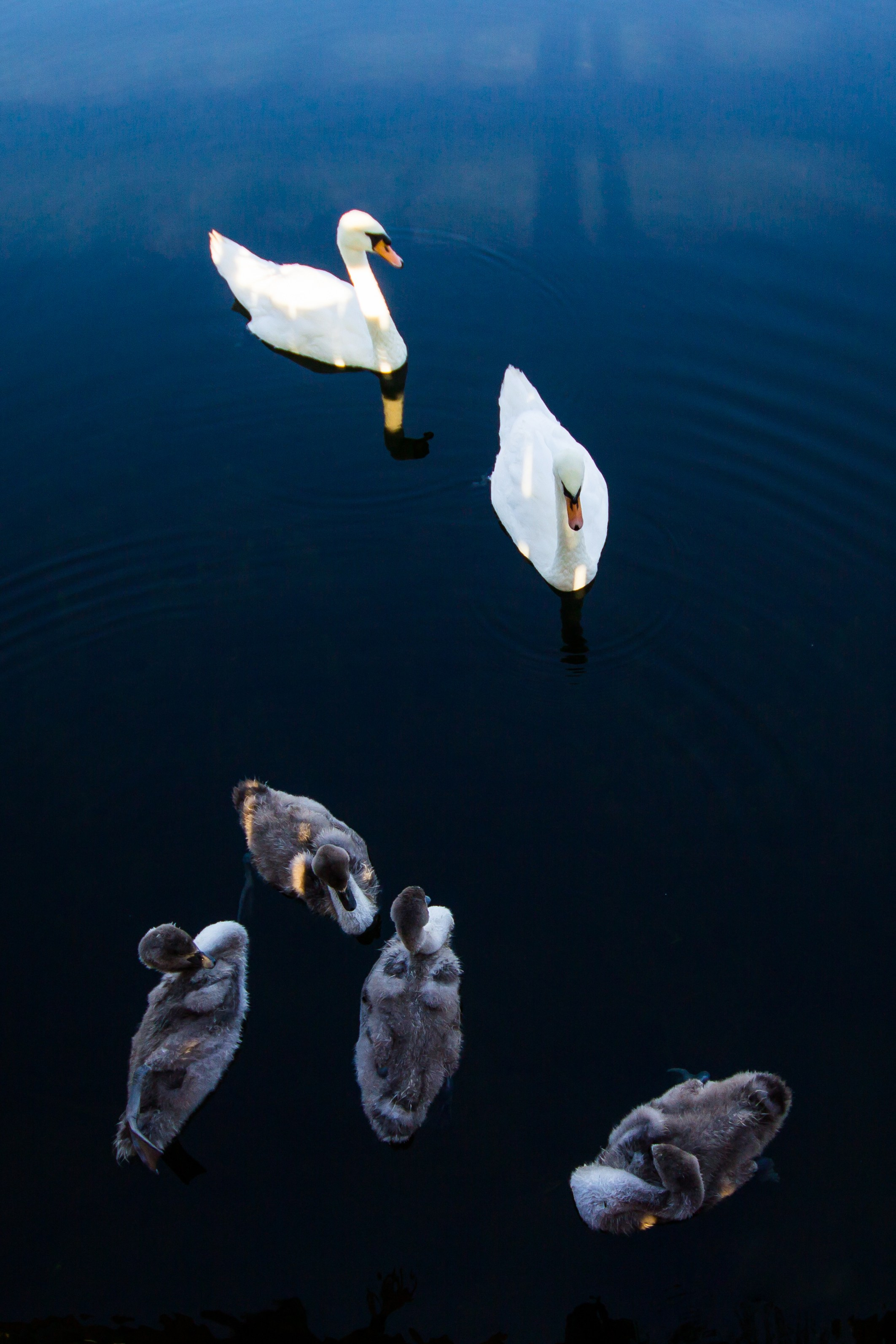 ЦВЕТНЫЕ ФОТОГРАФИИ. Никита Аничкин фото и видео оператор из России