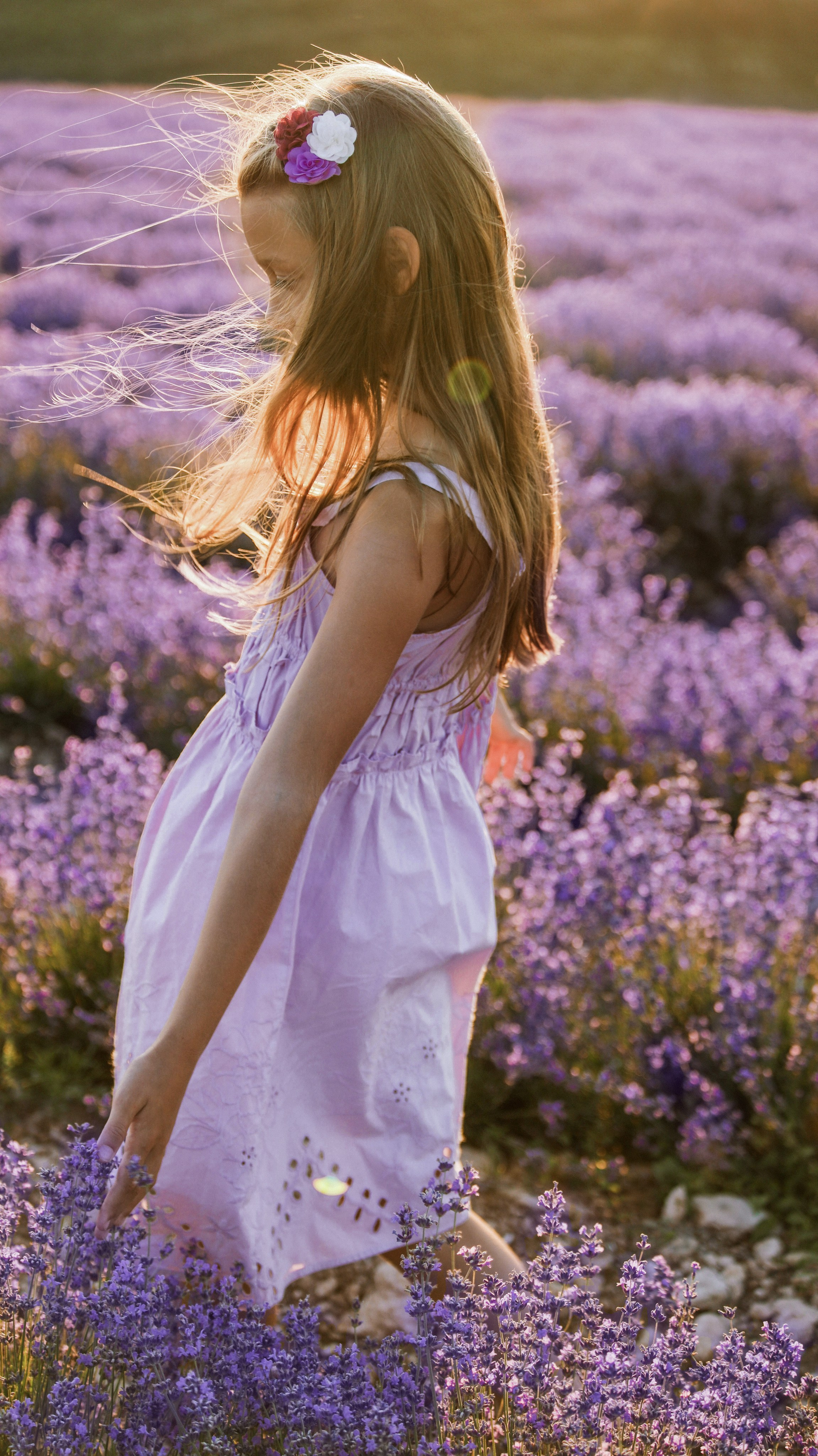 Лаванда. Фотограф