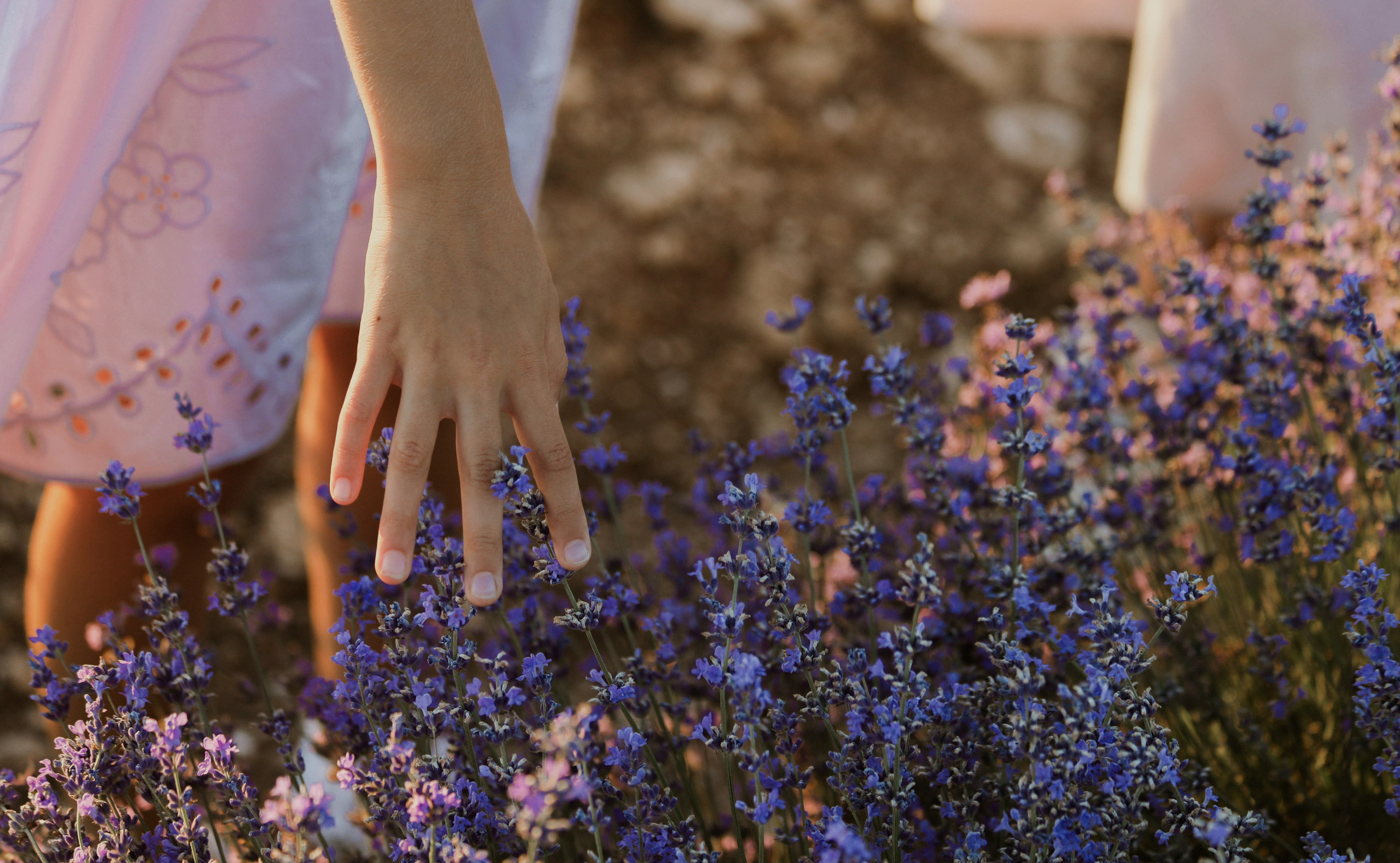 Лаванда. Фотограф