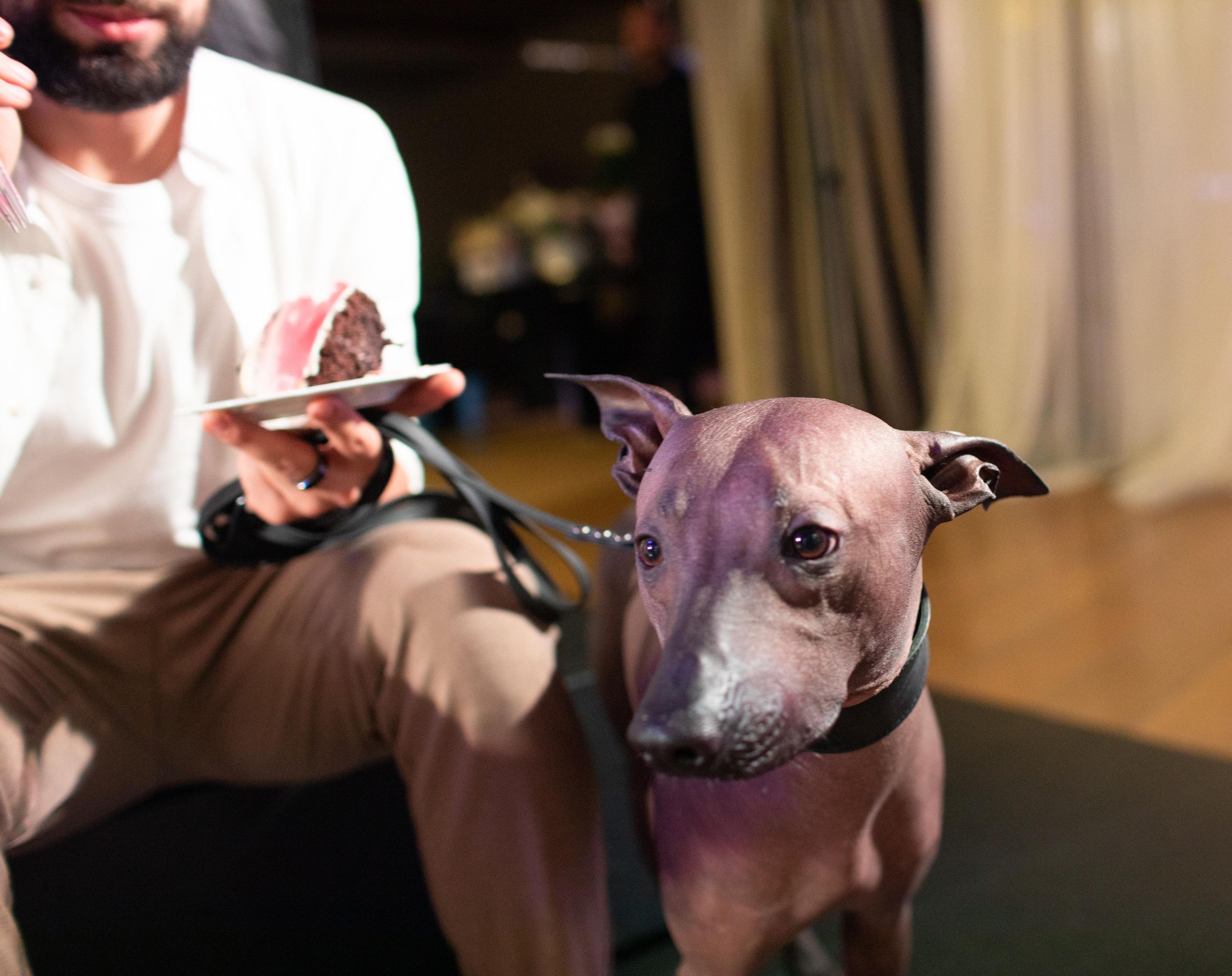 Алина и Михаил. Свадебный фотограф