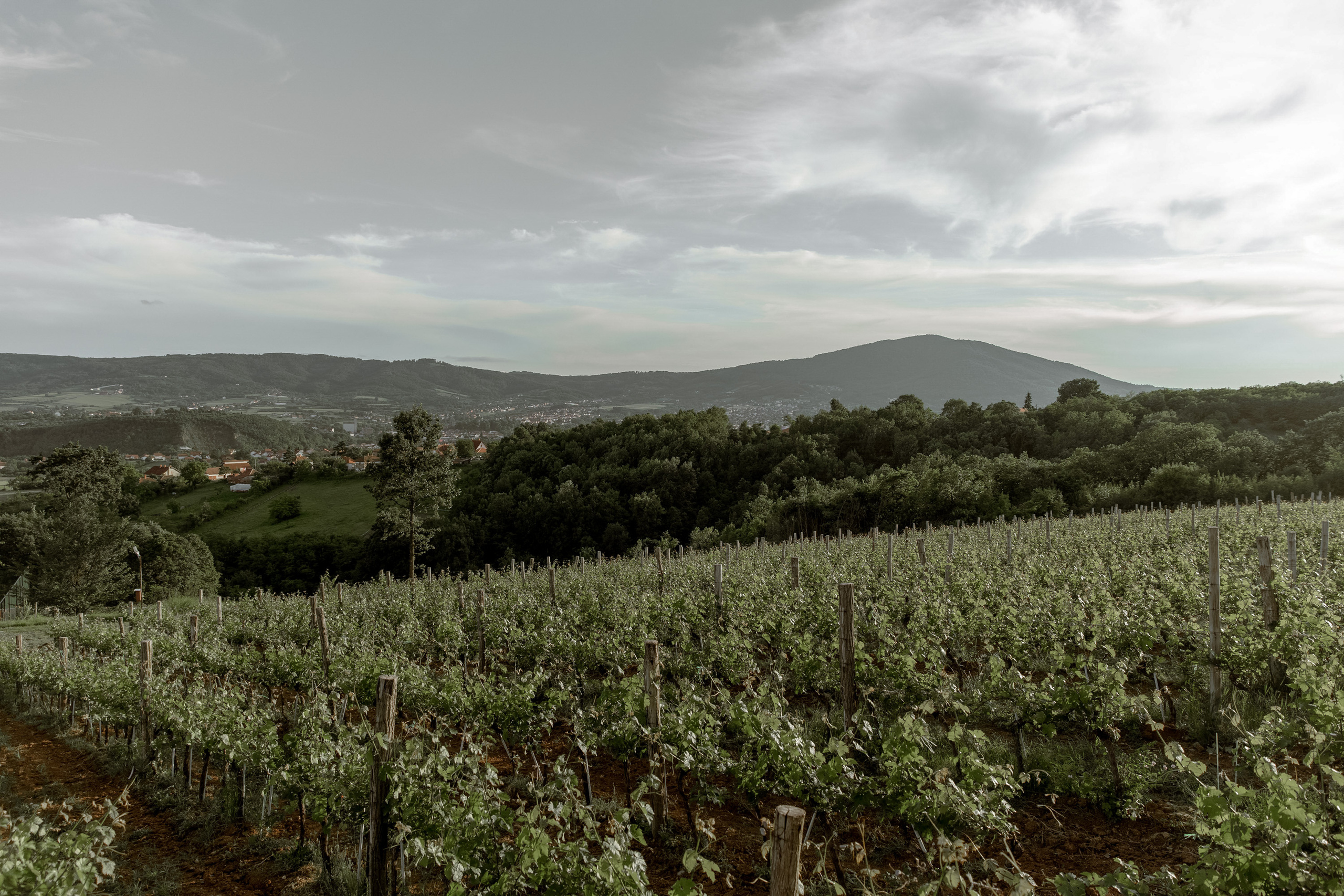 Wedding Vinarija Tarpos. Фотограф и художник Астрахов Павел