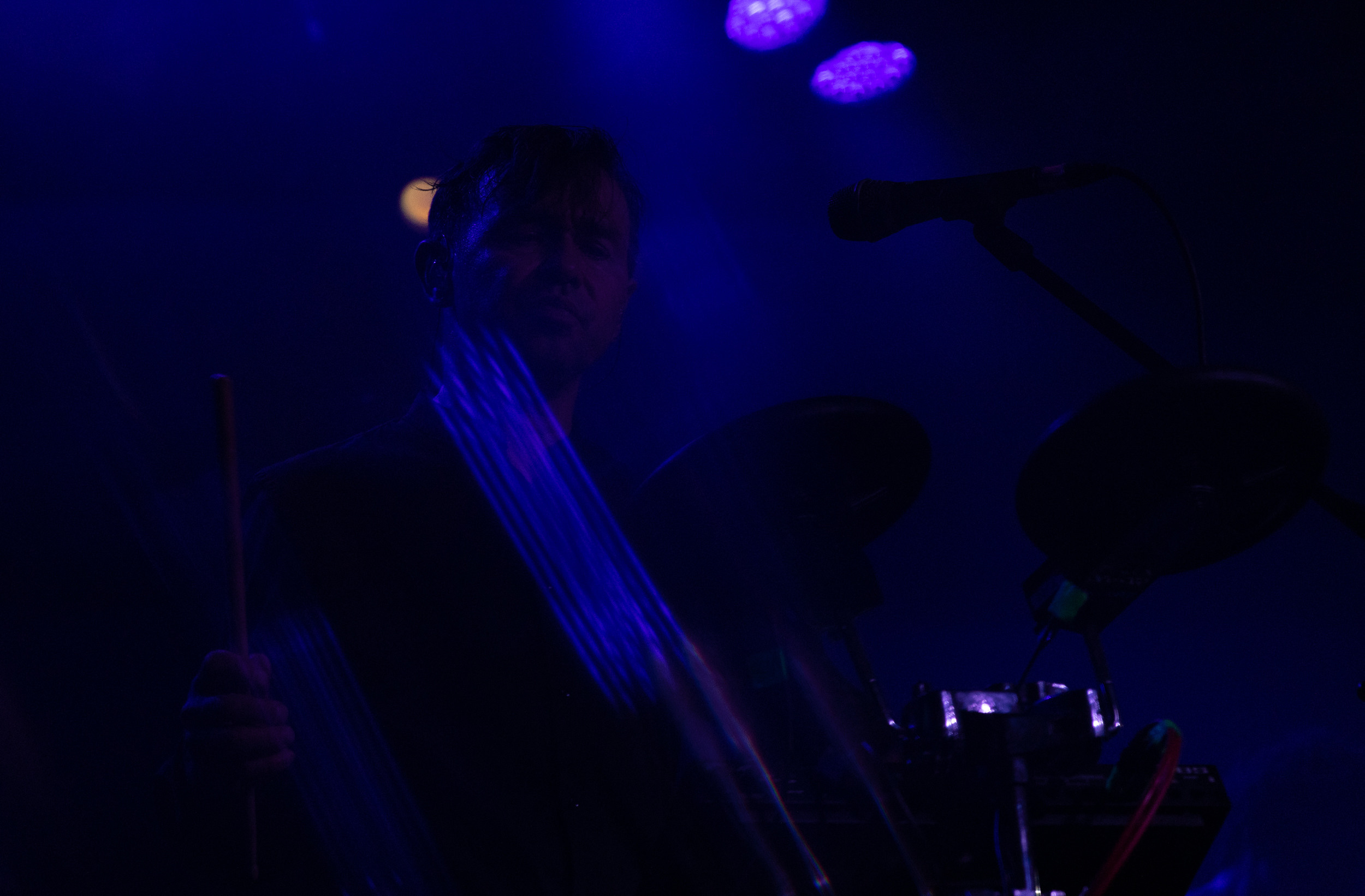 Dolphin. Astrakhov Pavel, photographer and artist