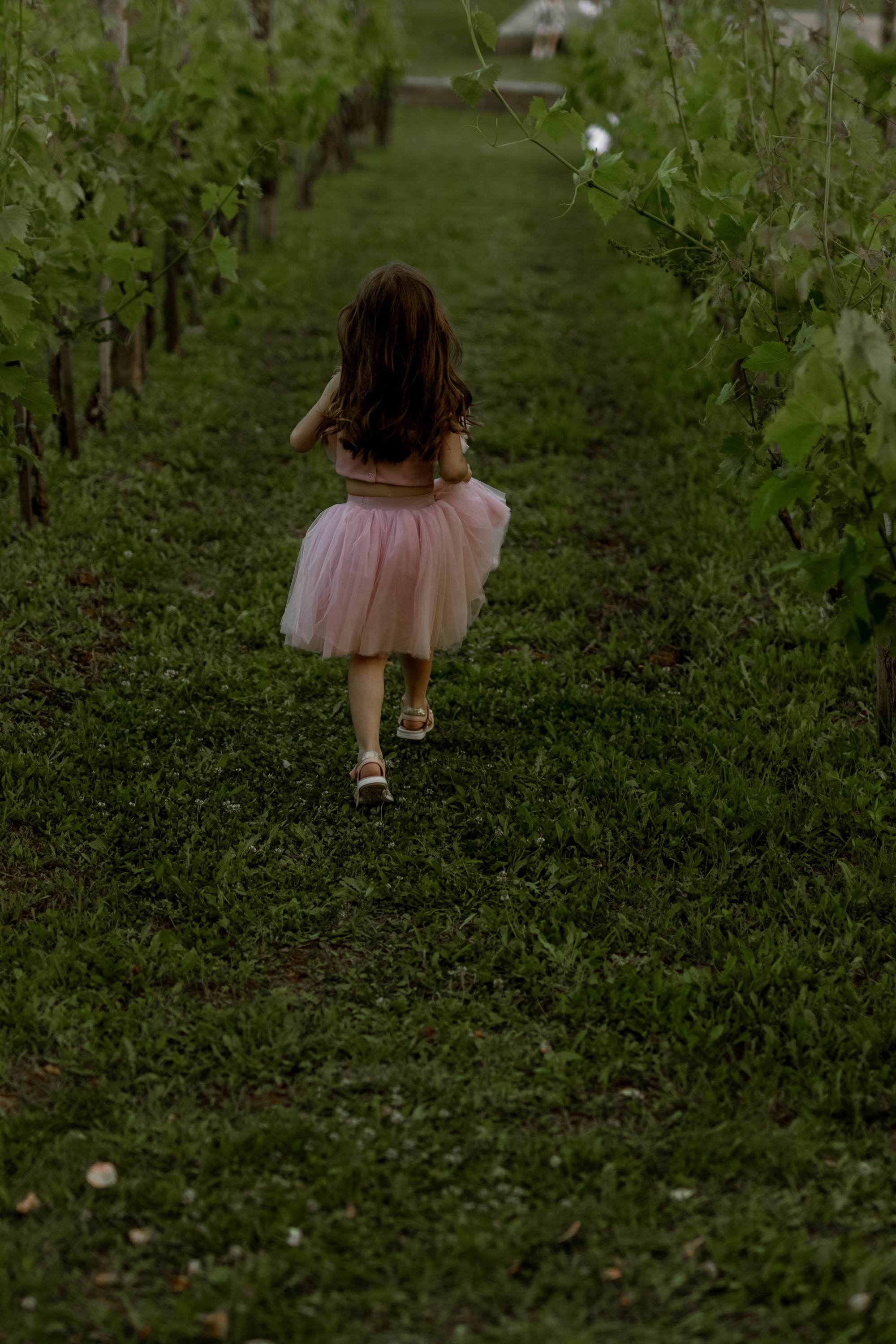 Wedding Vinarija Tarpos. Фотограф и художник Астрахов Павел