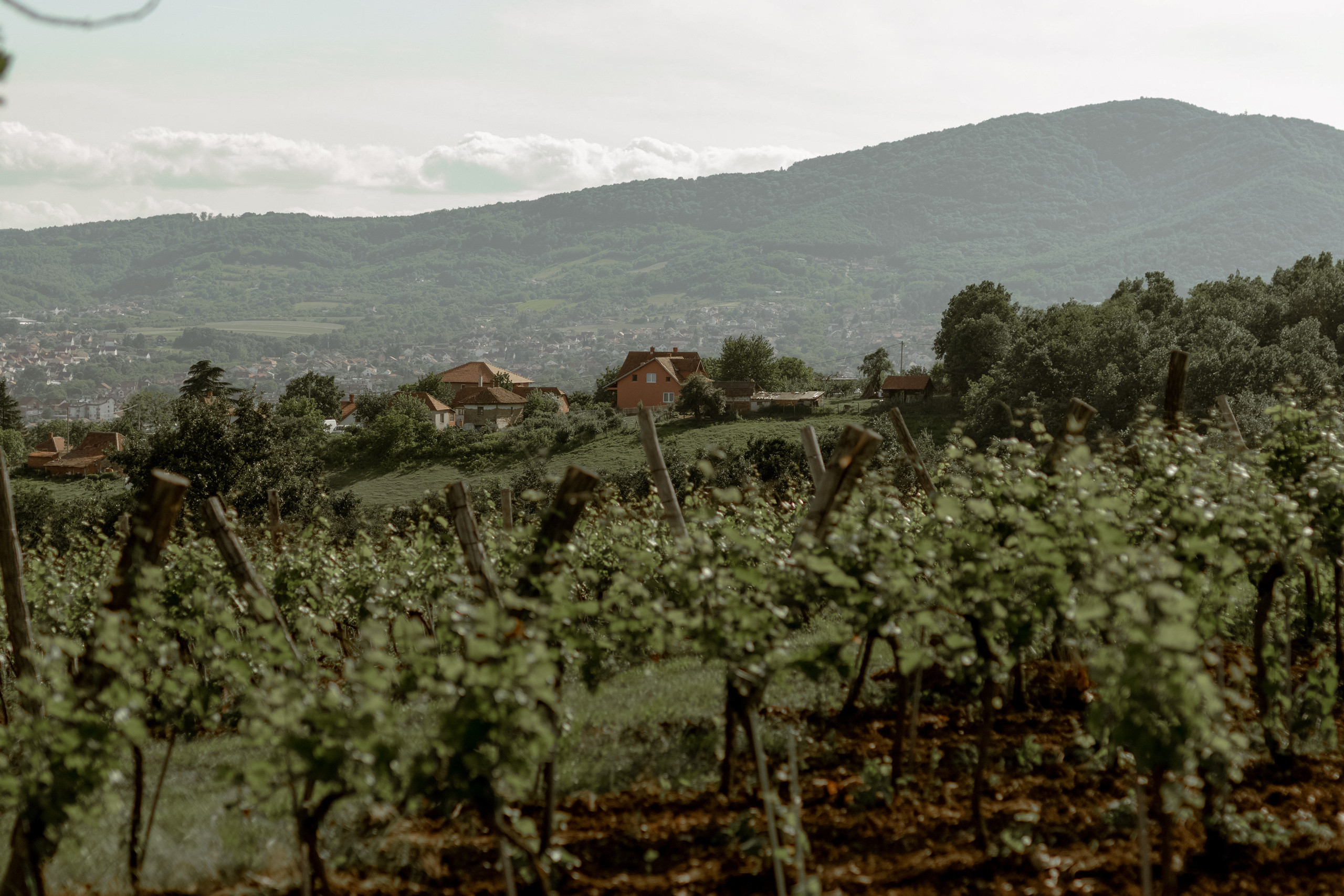 Wedding Vinarija Tarpos. Фотограф и художник Астрахов Павел