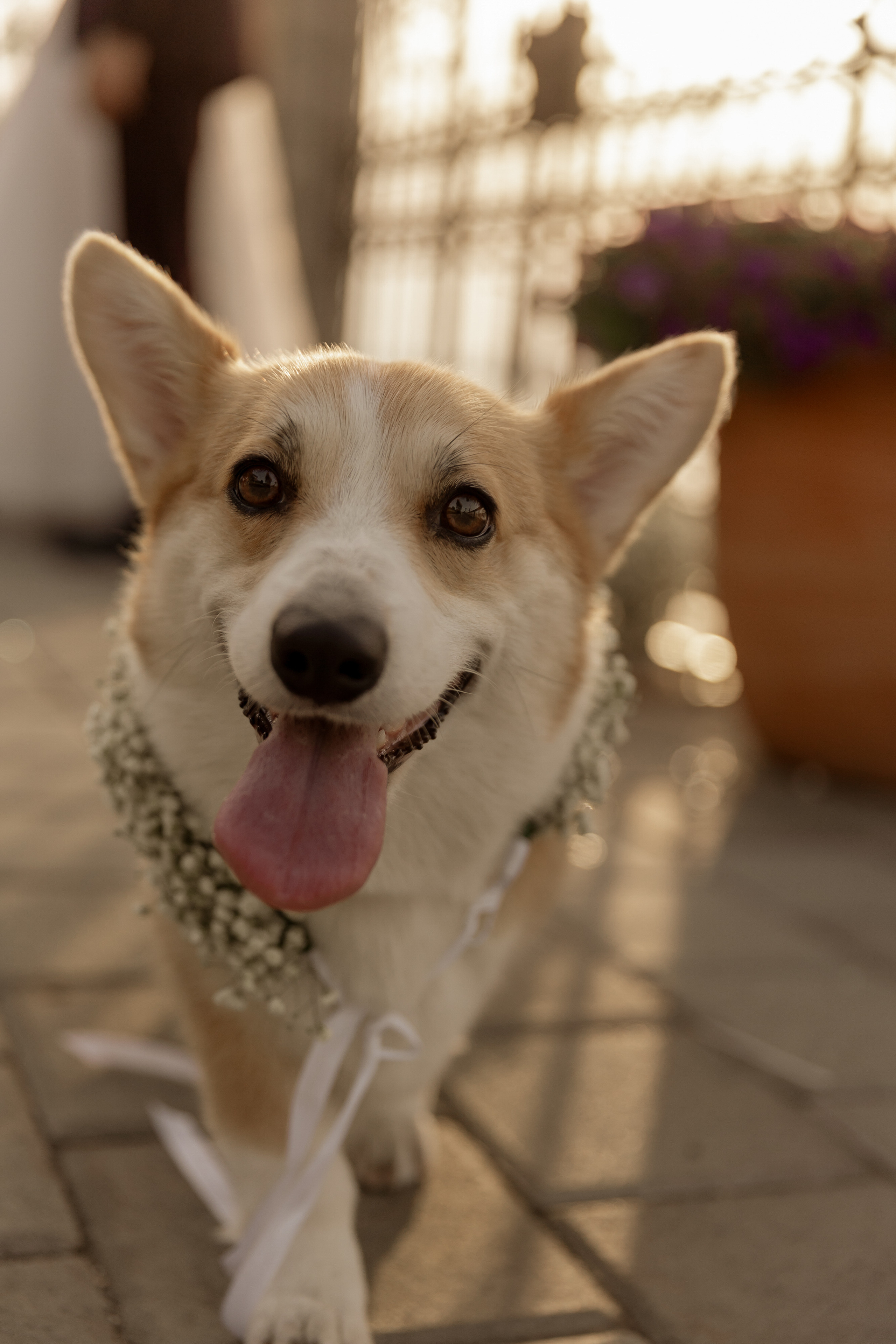 Wedding Golubac Fortress. Фотограф и художник Астрахов Павел