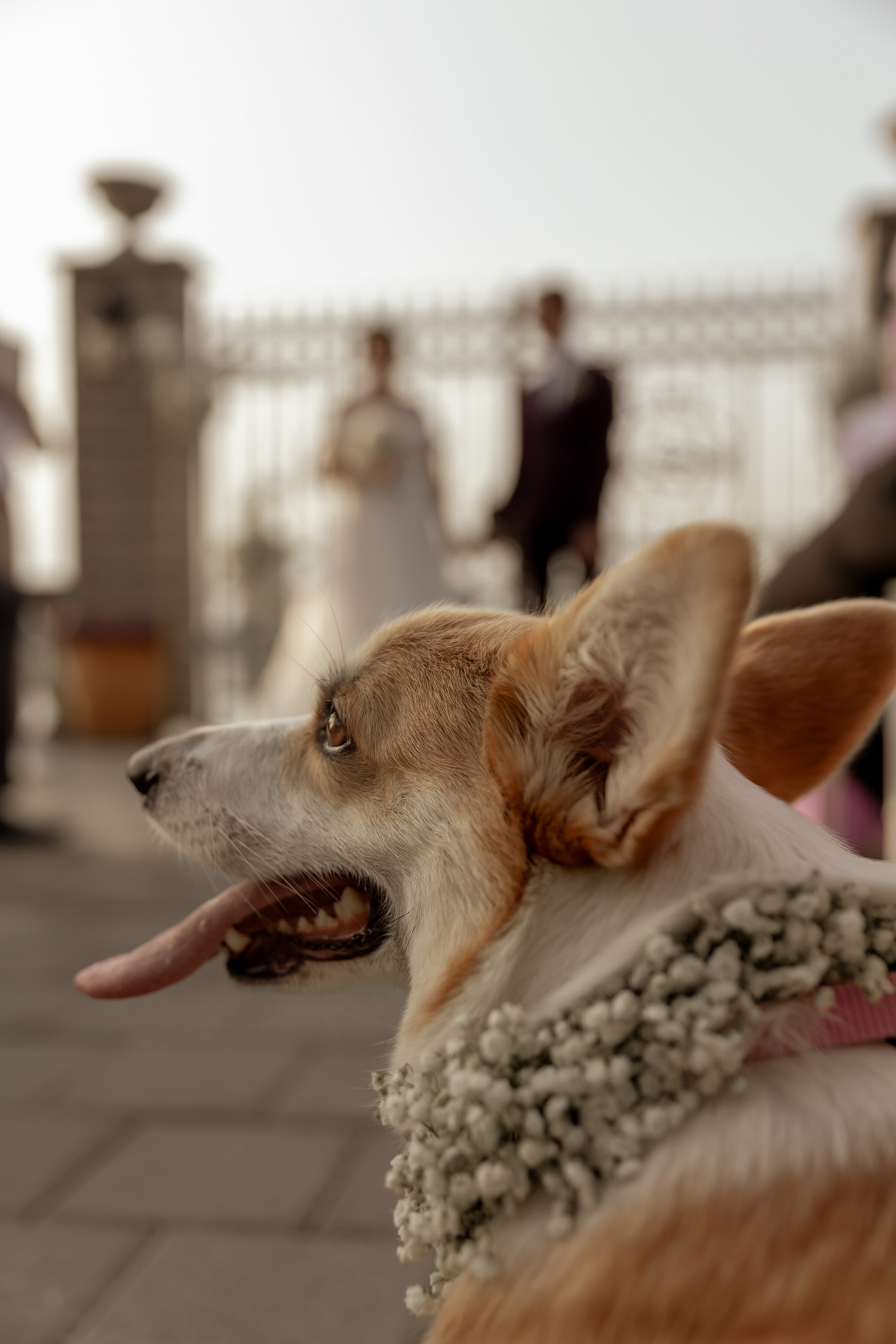 Wedding Golubac Fortress. Фотограф и художник Астрахов Павел