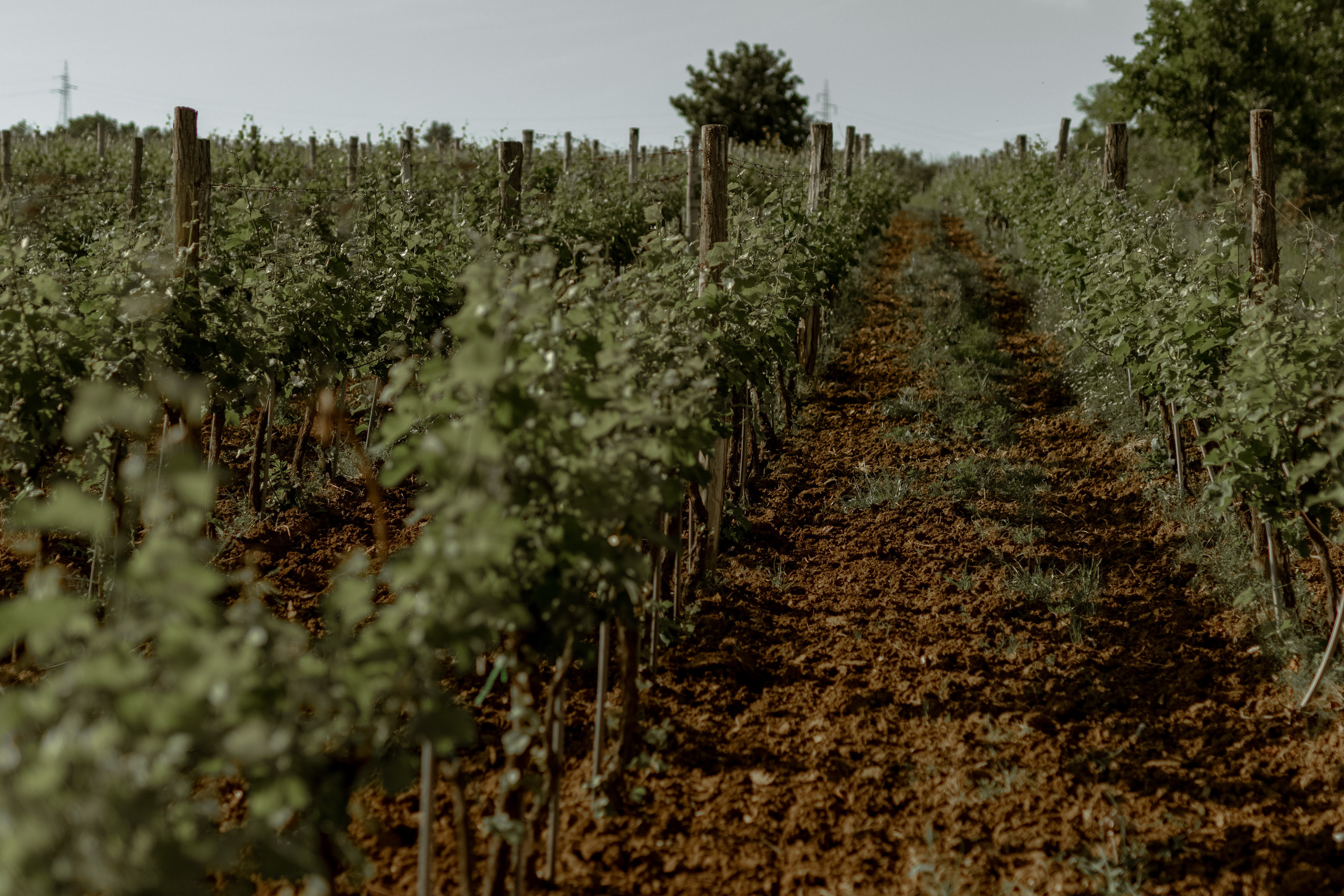 Wedding Vinarija Tarpos. Фотограф и художник Астрахов Павел