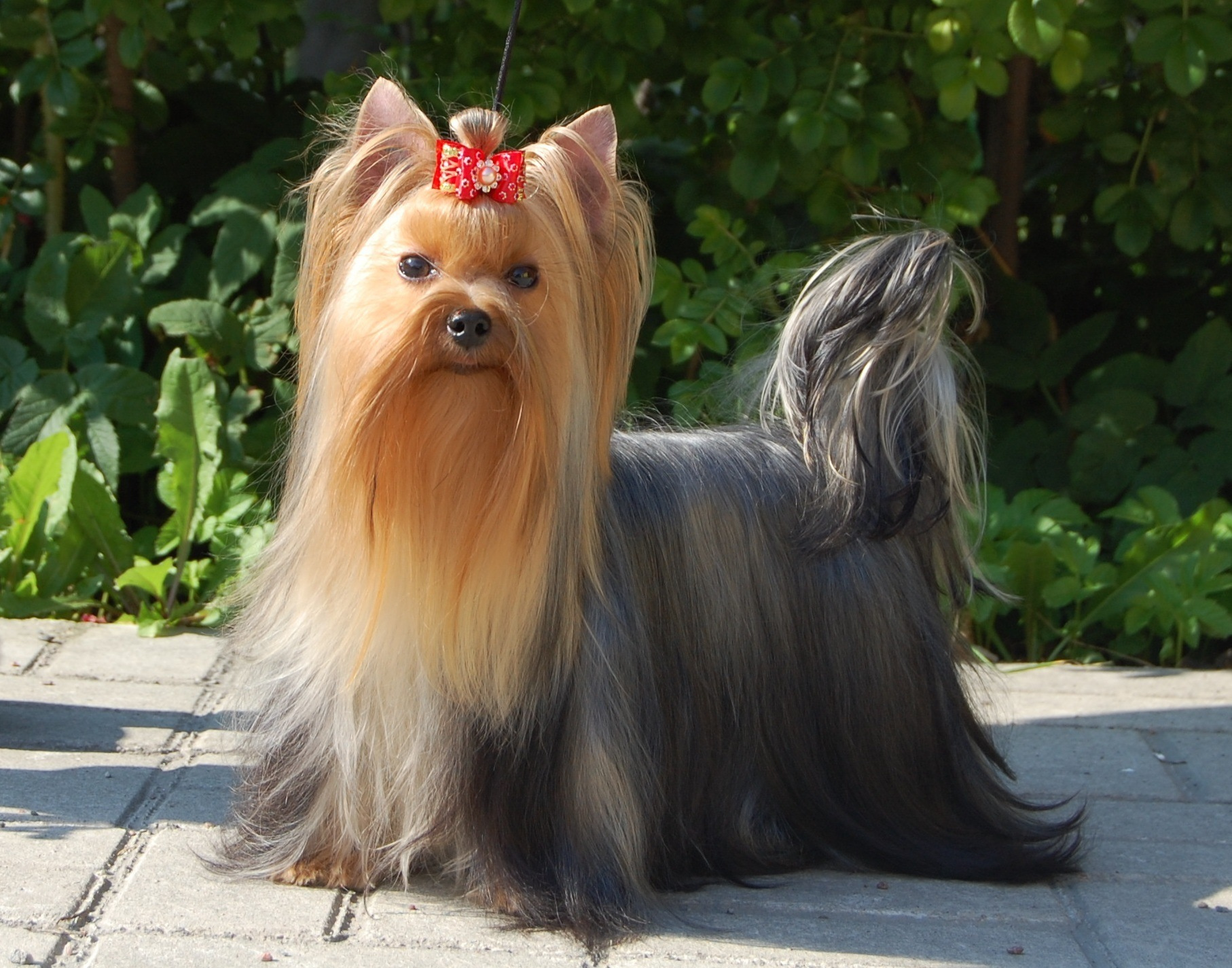 Endless Love Stribrne Prani. Питомник Йоркширских терьеров Дэнстайл в Санкт-Петербурге заводчик Тих