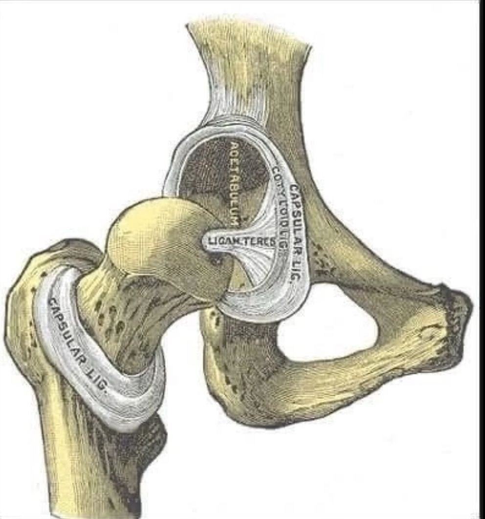 ✅10 фактов о дисплазии тазобедренного сустава у собак. ПИТОМНИК СОБАК ПОРОДЫ АМЕРИКАНСКИЙ БУЛЛИ