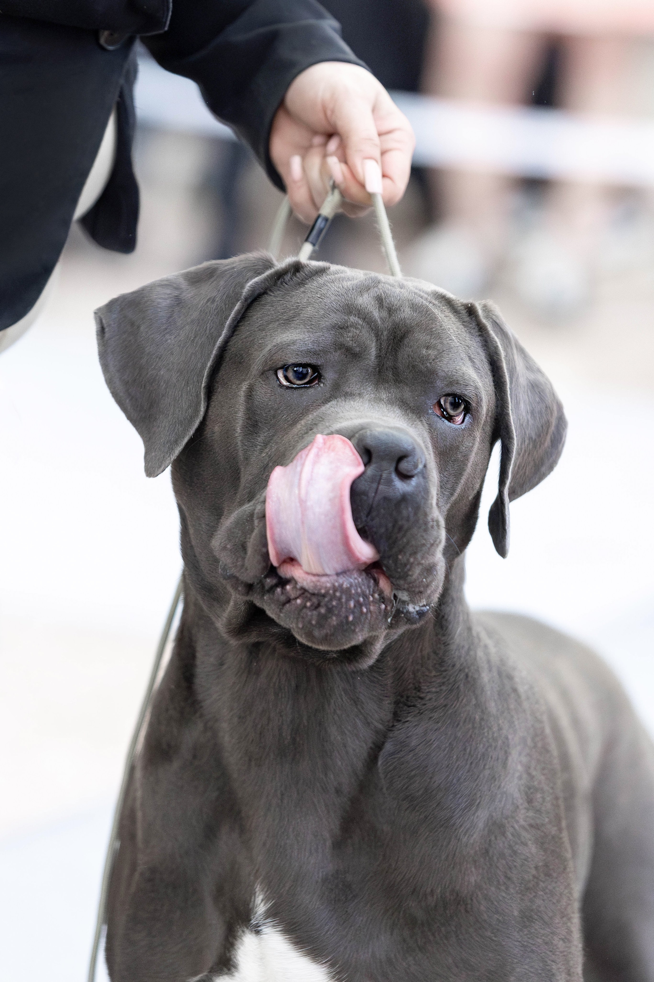 Прайс. Фотограф Анималист в Перми Анастасия Остерман