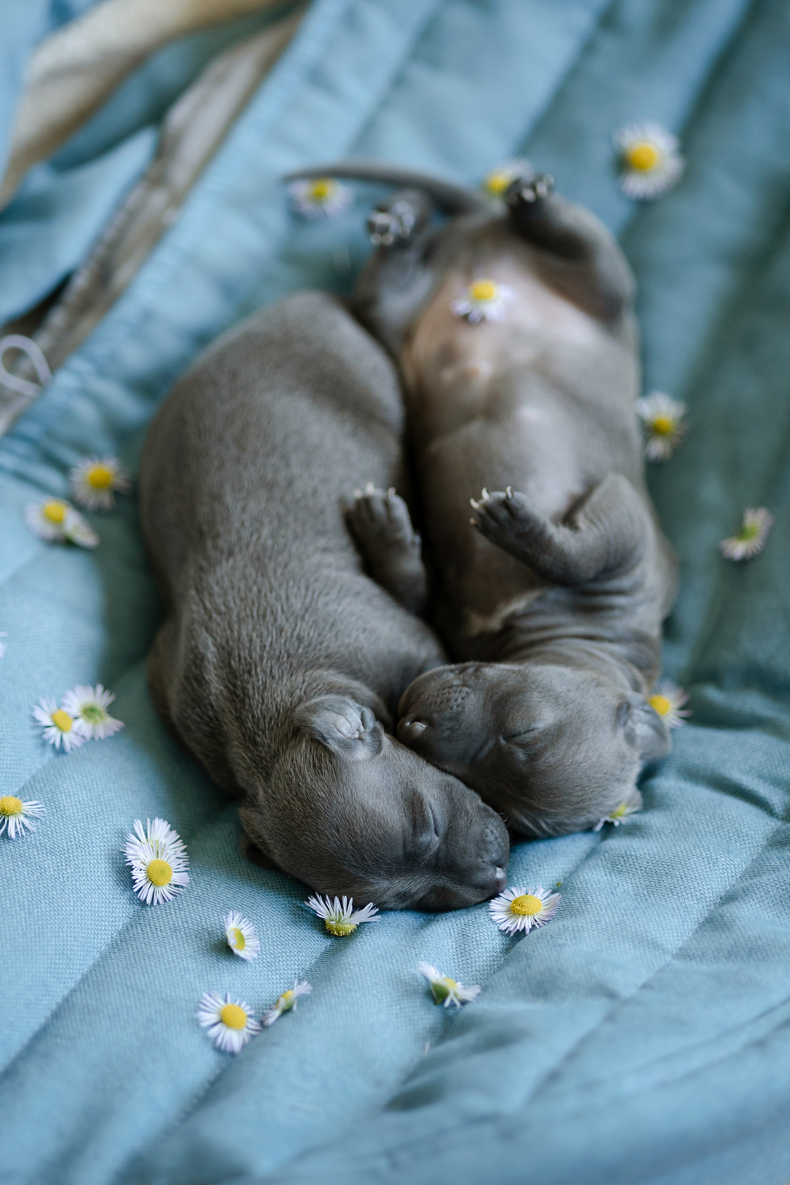 Welcome. Профессиональный питомник левреток РКФ/FCI ASTI SAPPHIRE 💎 Сочи|Санкт-Петербург