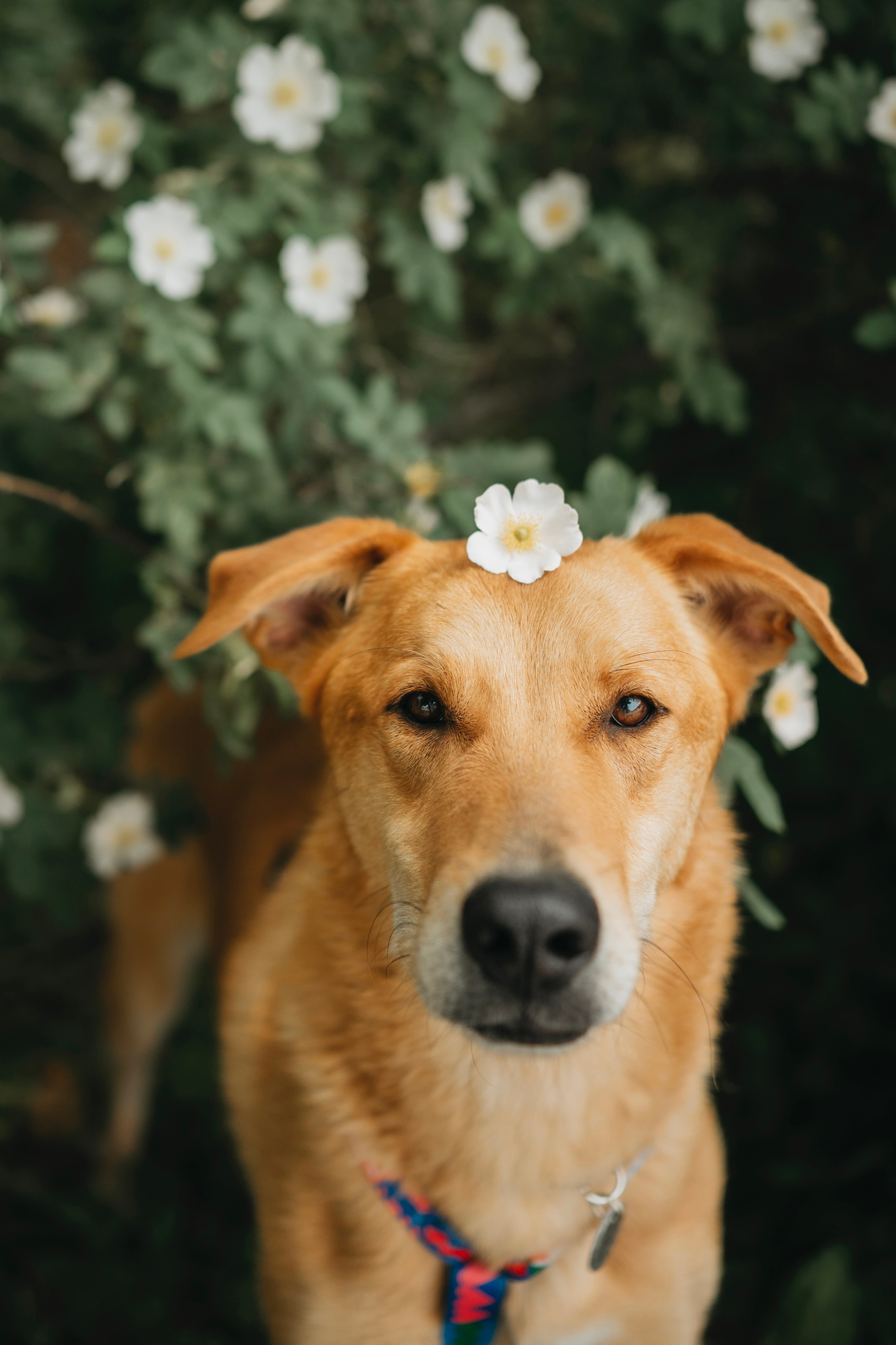 Забери домой друга