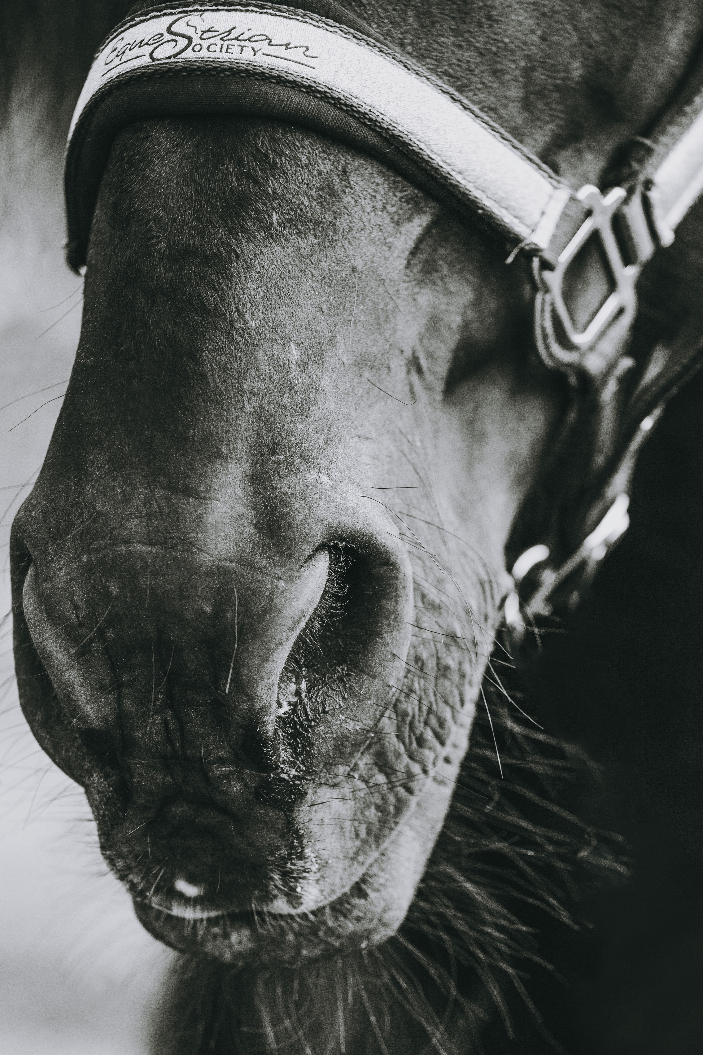 Главная. Конный фотограф в Калининграде Елена Курбатова
