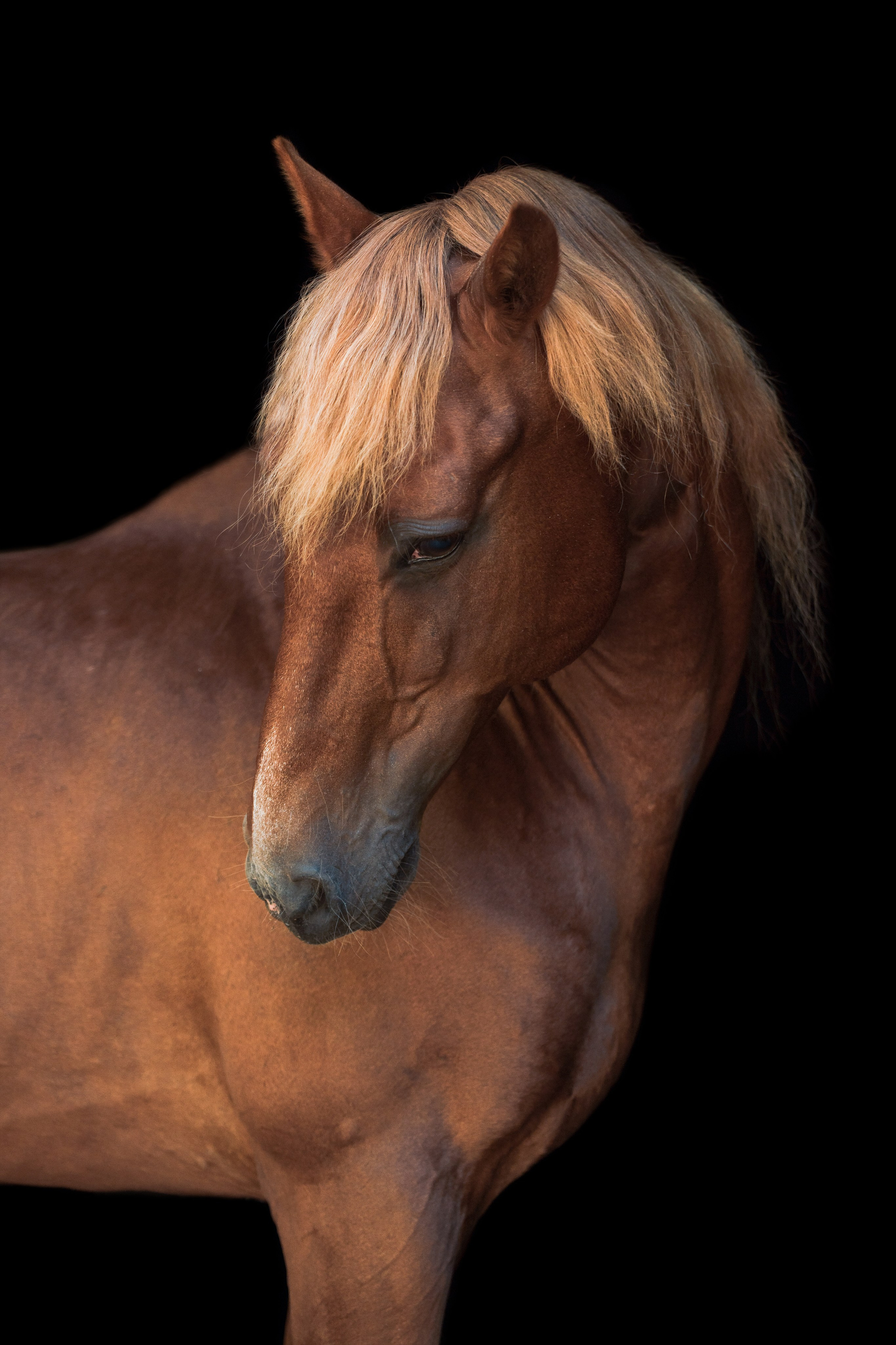 фото для интерьера, отпечаток, авторская фотография, купить отпечаток, купить фотографию, фото лошадей, фото лошади, красивые лошади, принт, цифровой отпечаток