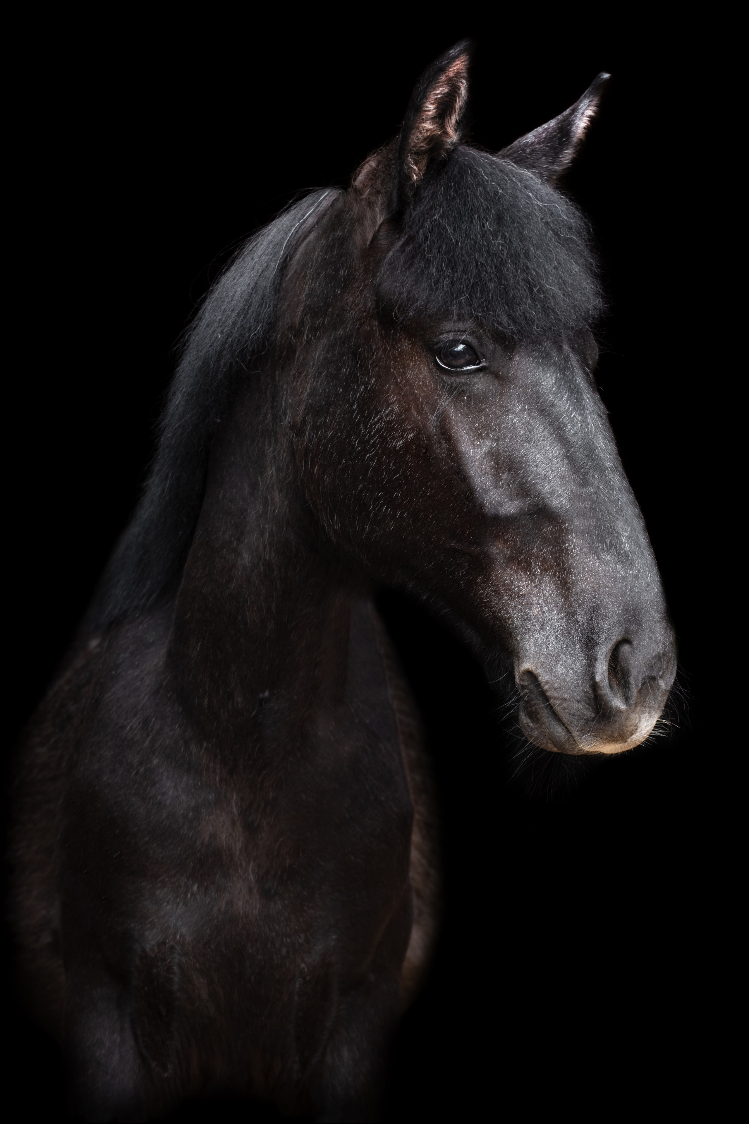 фото для интерьера, отпечаток, авторская фотография, купить отпечаток, купить фотографию, фото лошадей, фото лошади, красивые лошади, принт, цифровой отпечаток